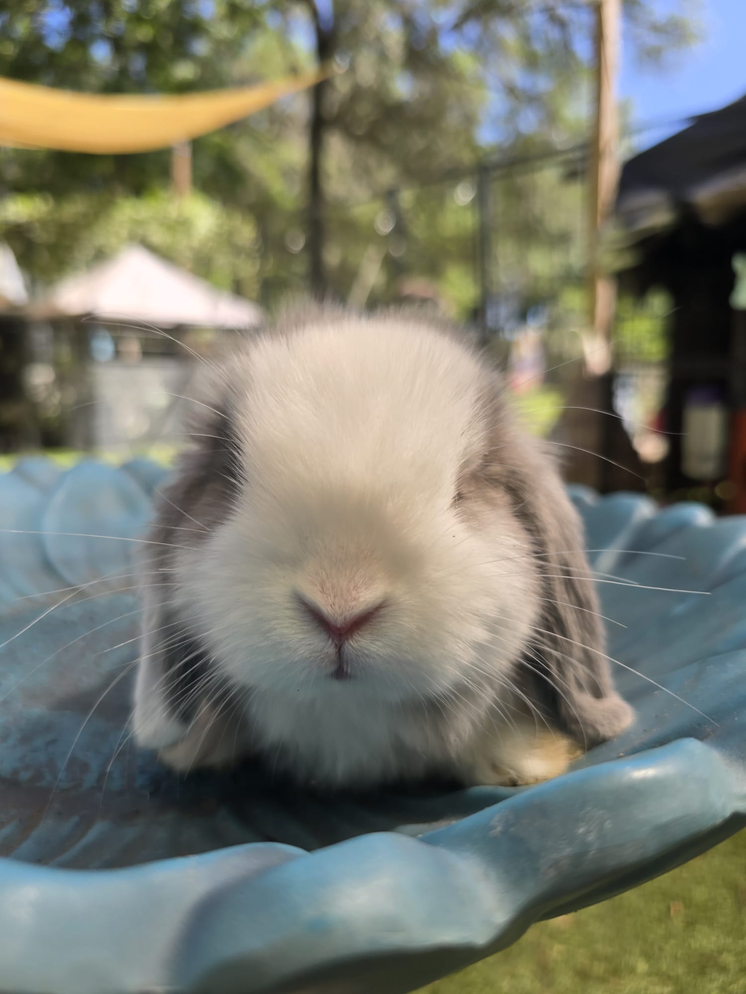 Holland Lop Pedigreed Lilac VM