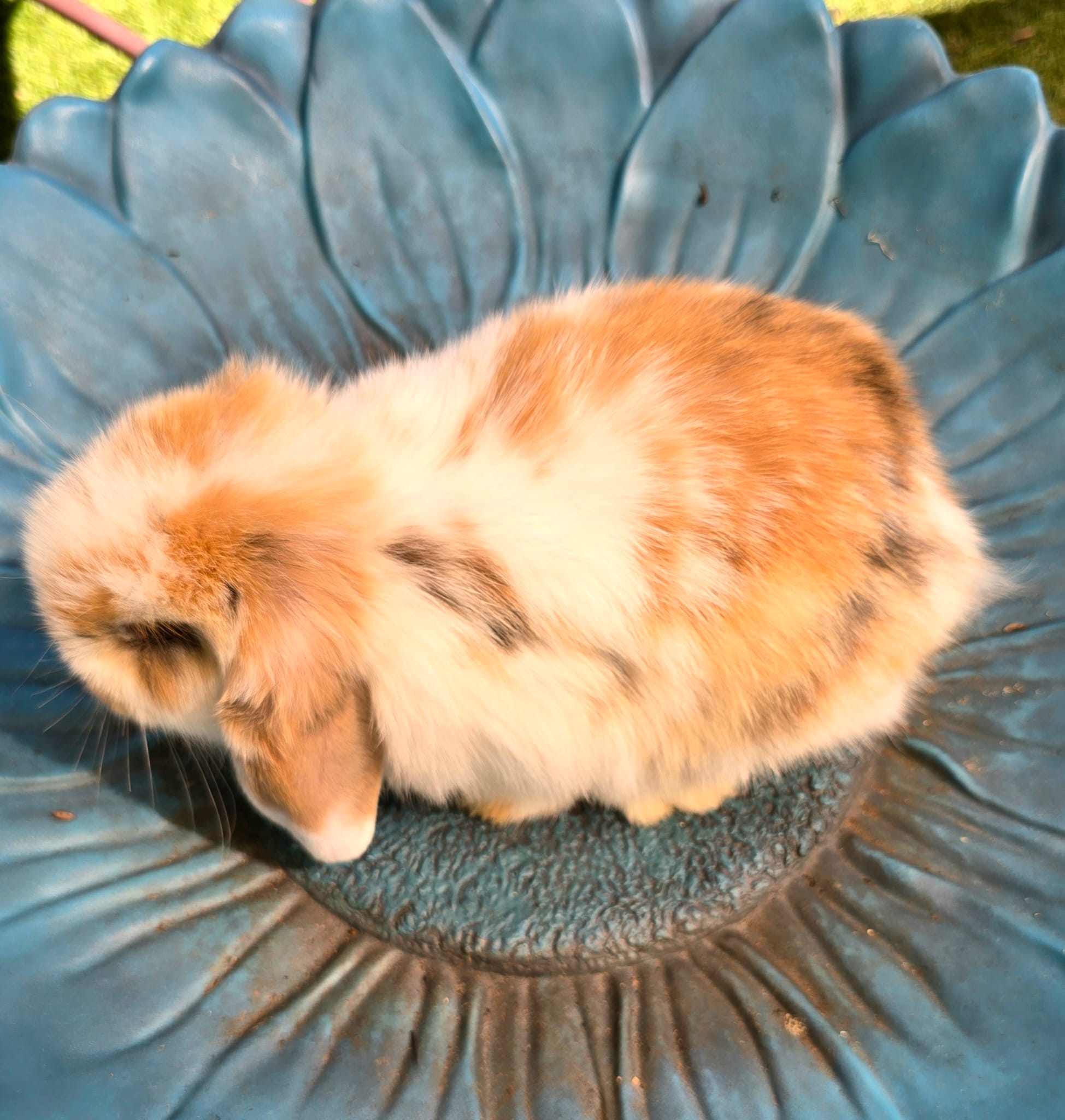 Holland Lop Bunny TRICOLOR BUCK