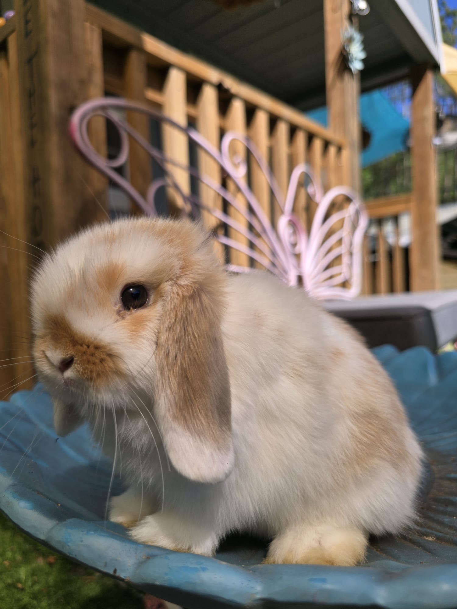Holland Lop Pedigreed broken orange