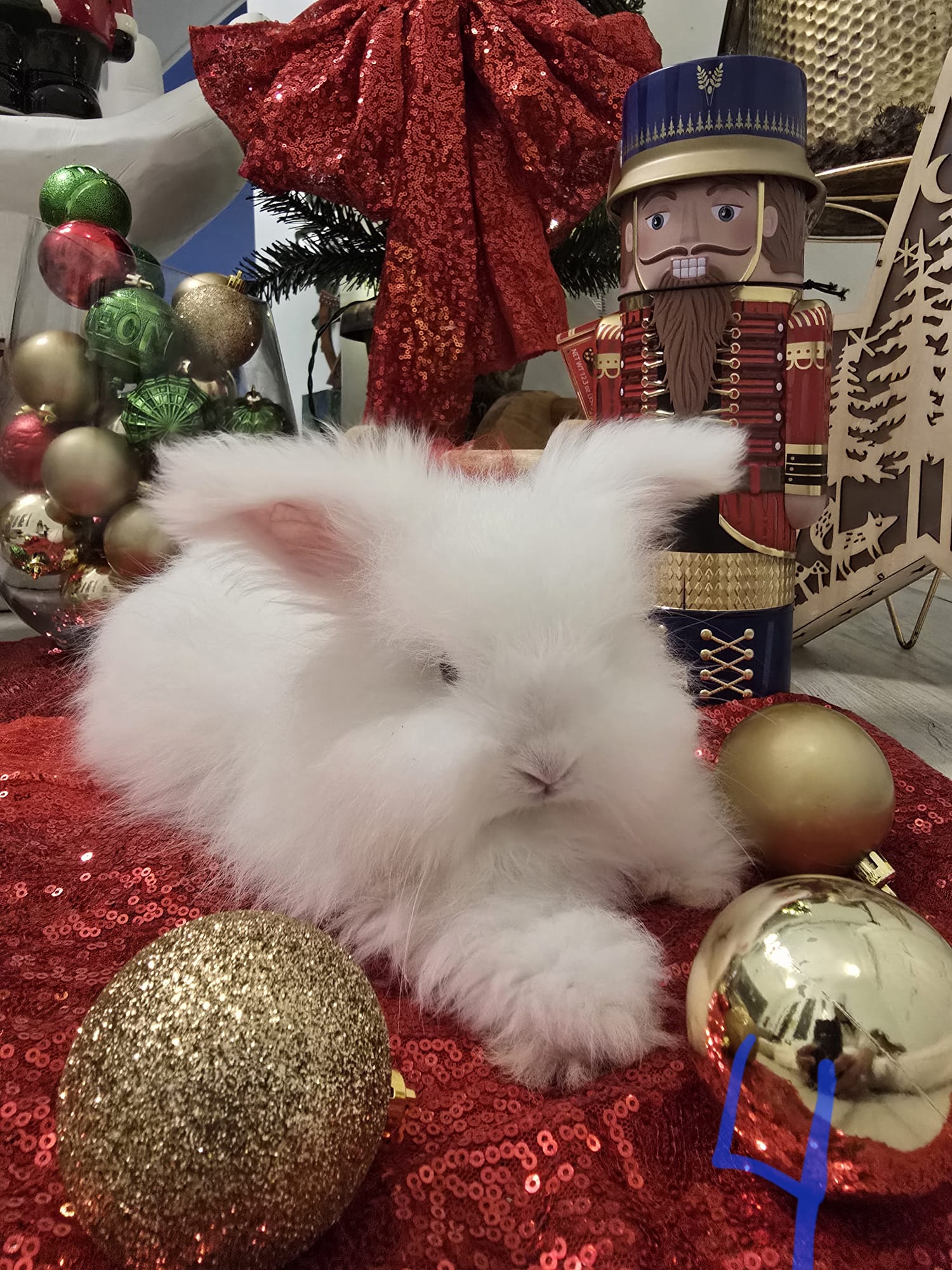 English Angora Rew