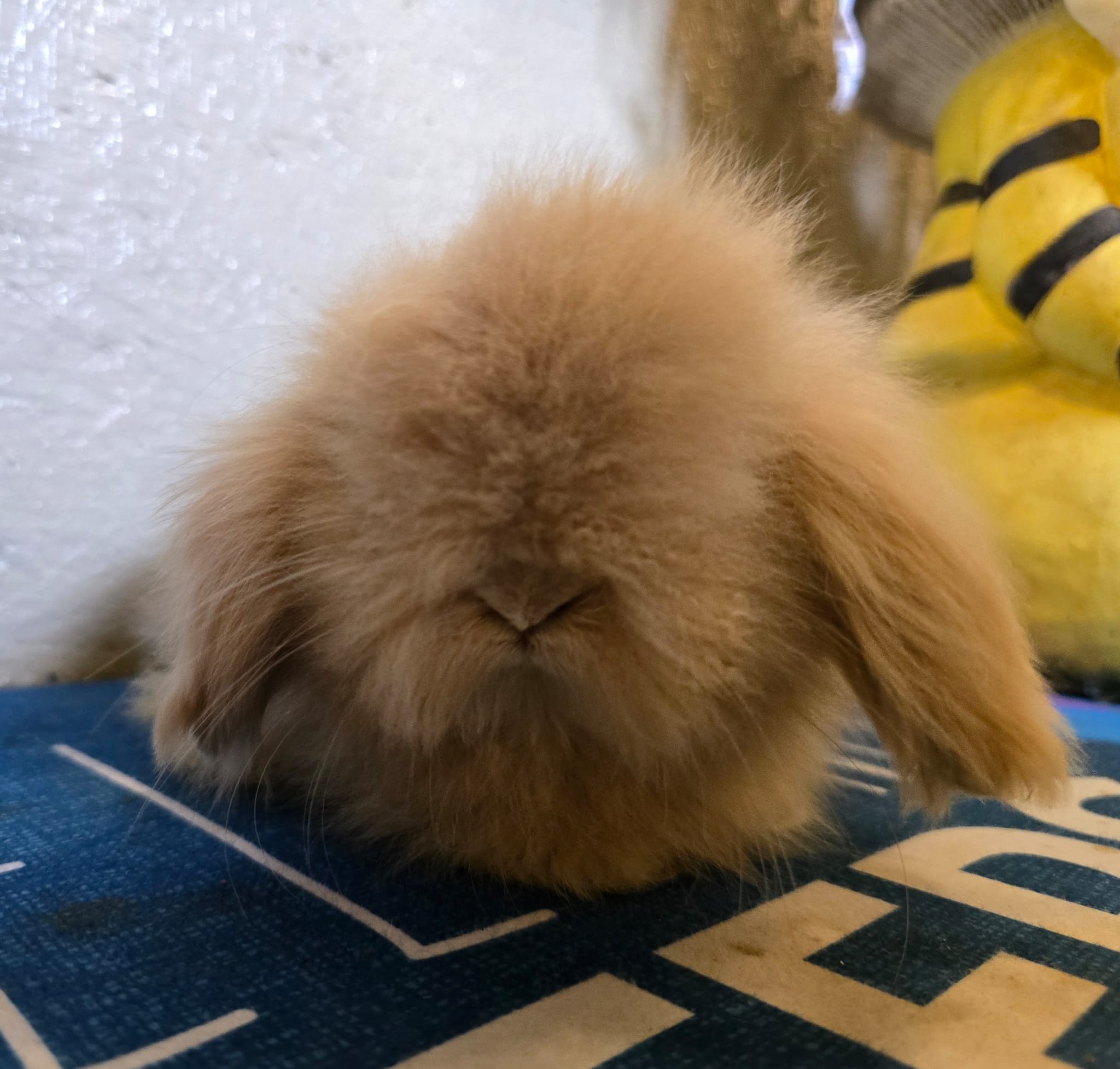 Pedigreed TEDDYWIDDER