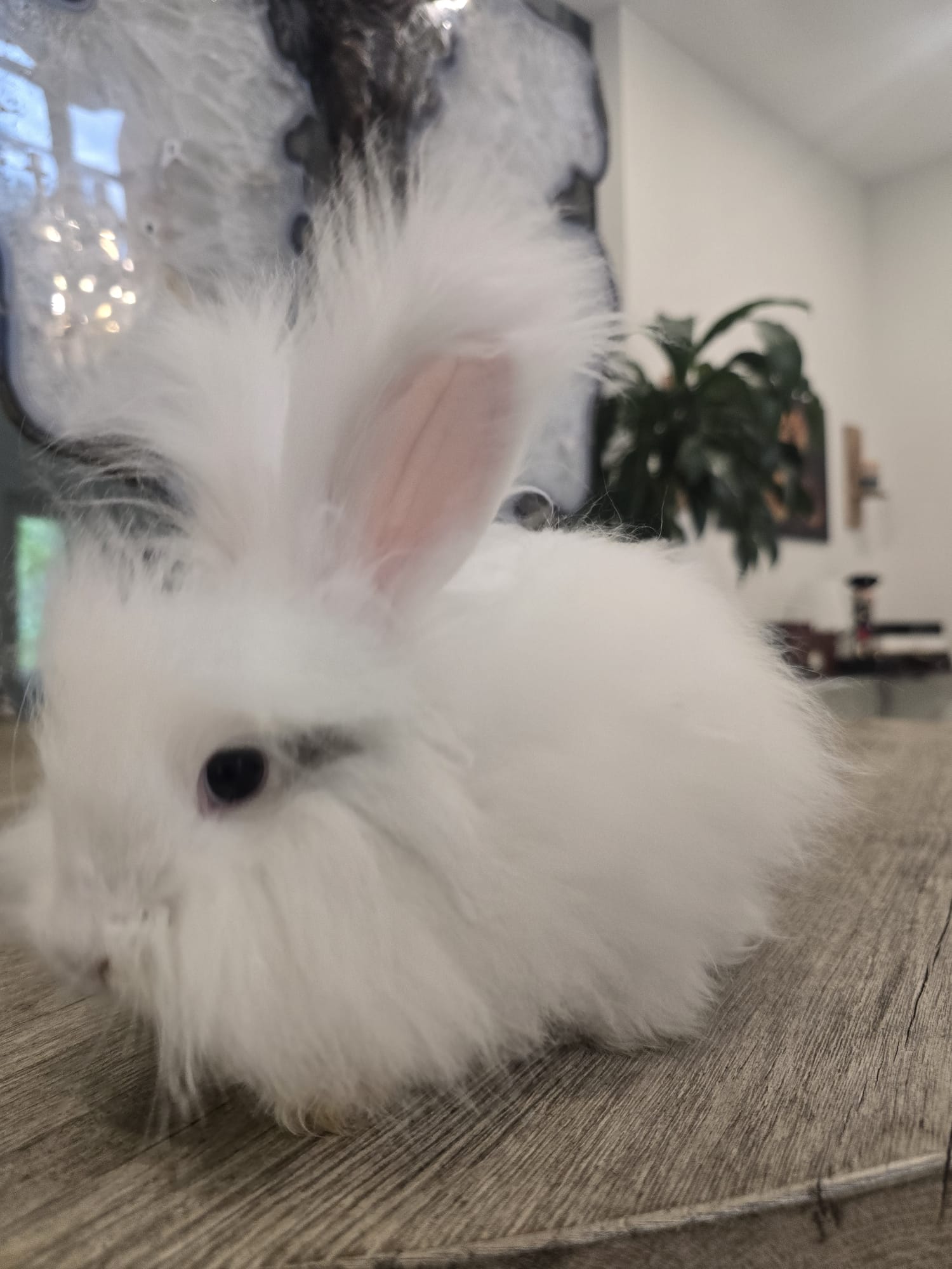 Pedigreed English Angora DOE