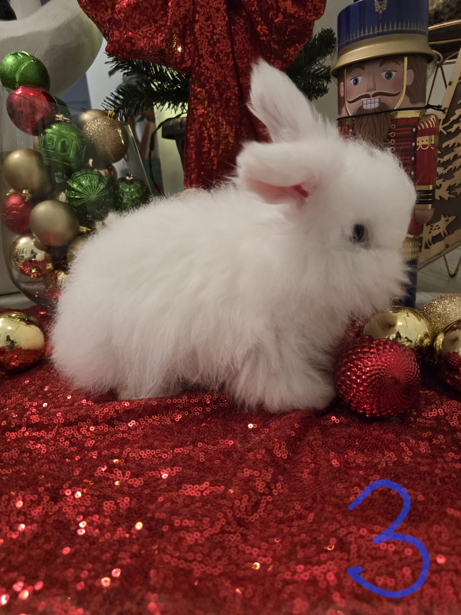 English Angora Bew