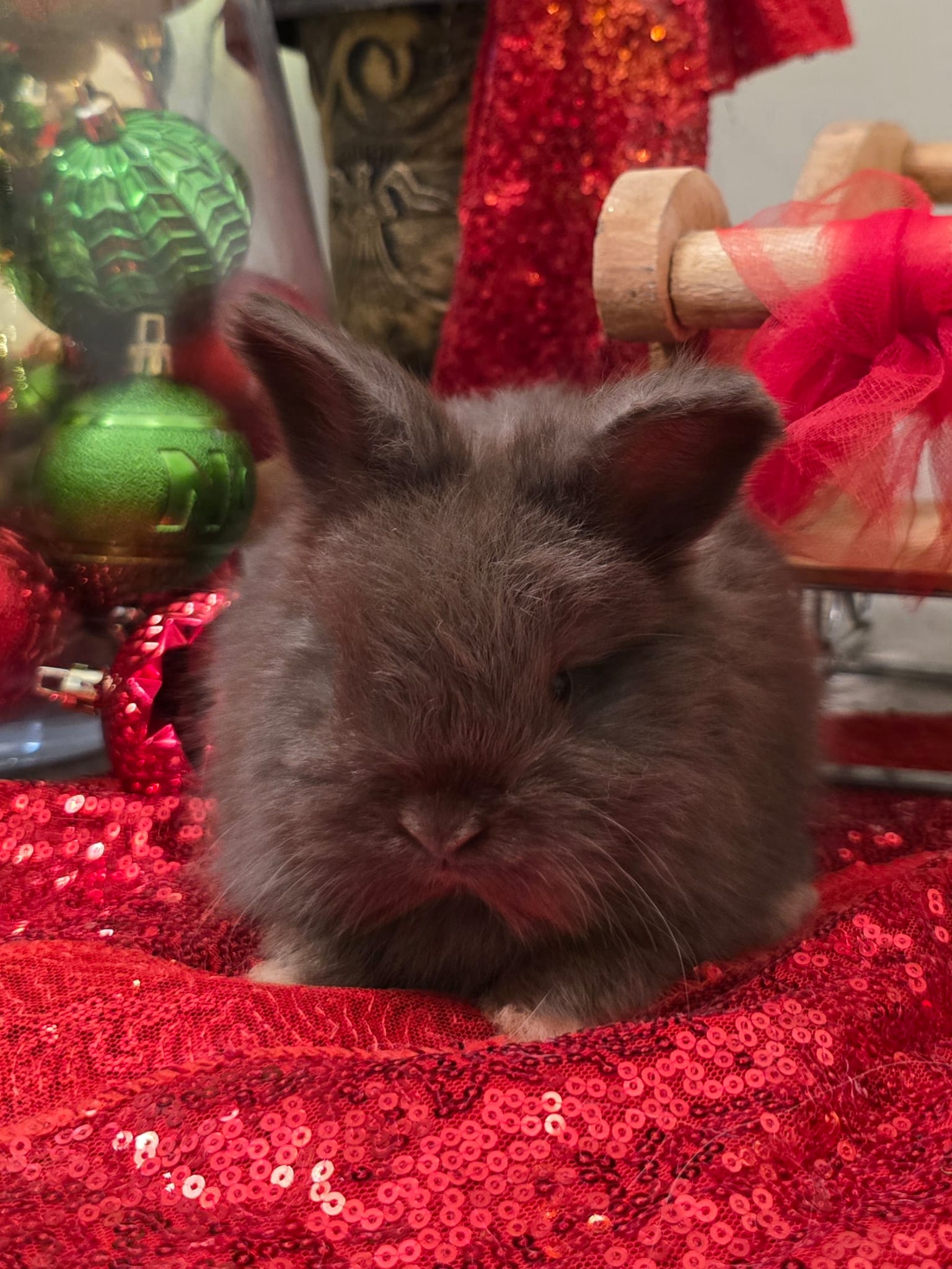 English Angora CHOCOLATE BUCK