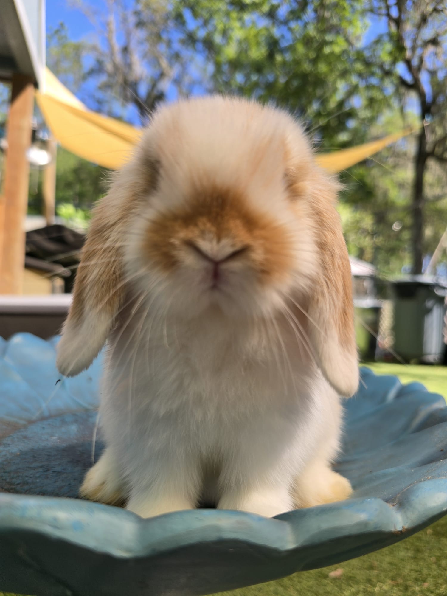Holland Lop Pedigreed broken orange