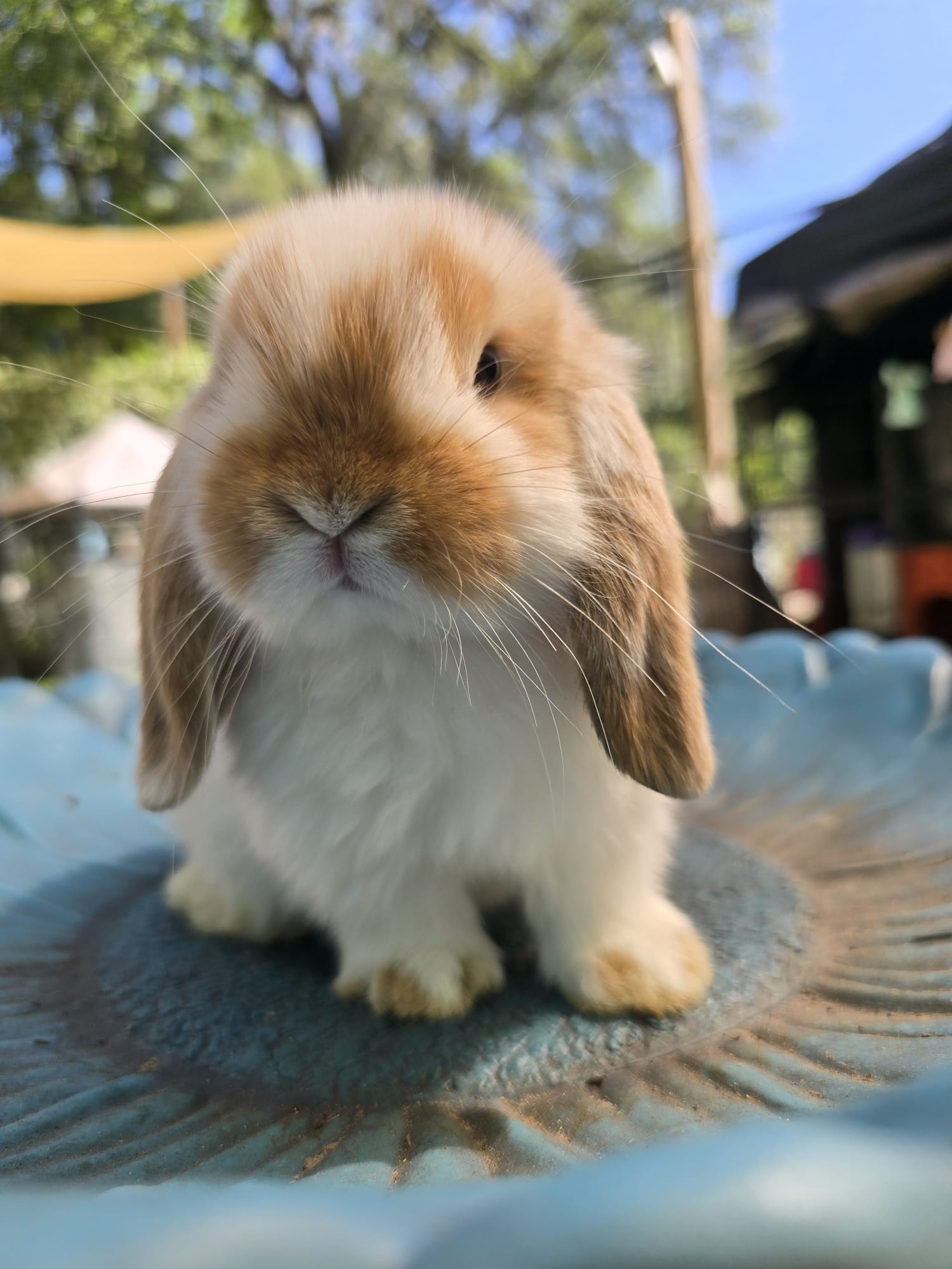 Holland Lop Pedigreed broken orange