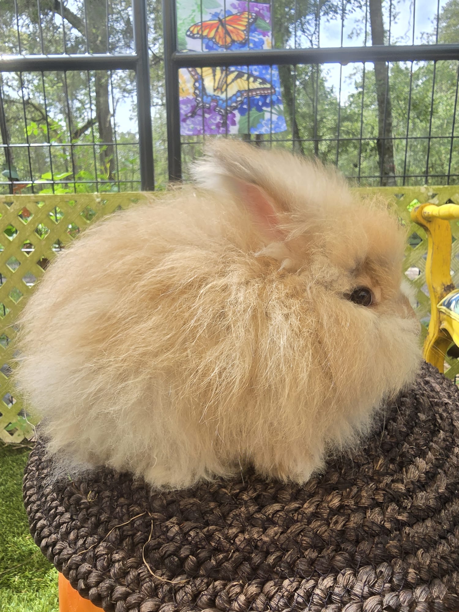 English Angora