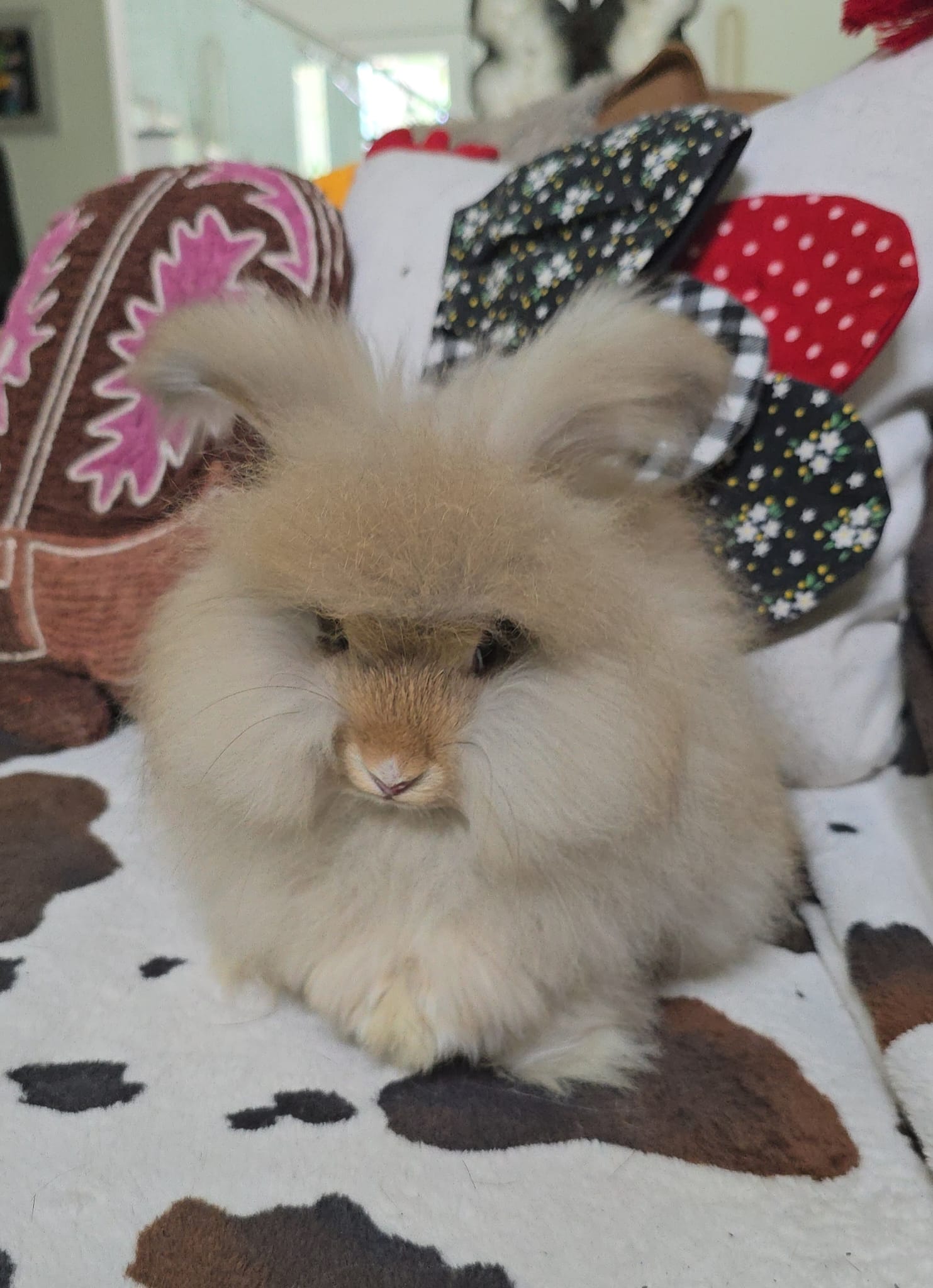English Angora