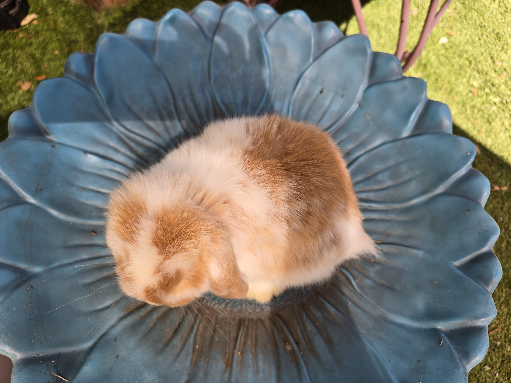 Holland Lop Pedigreed broken orange