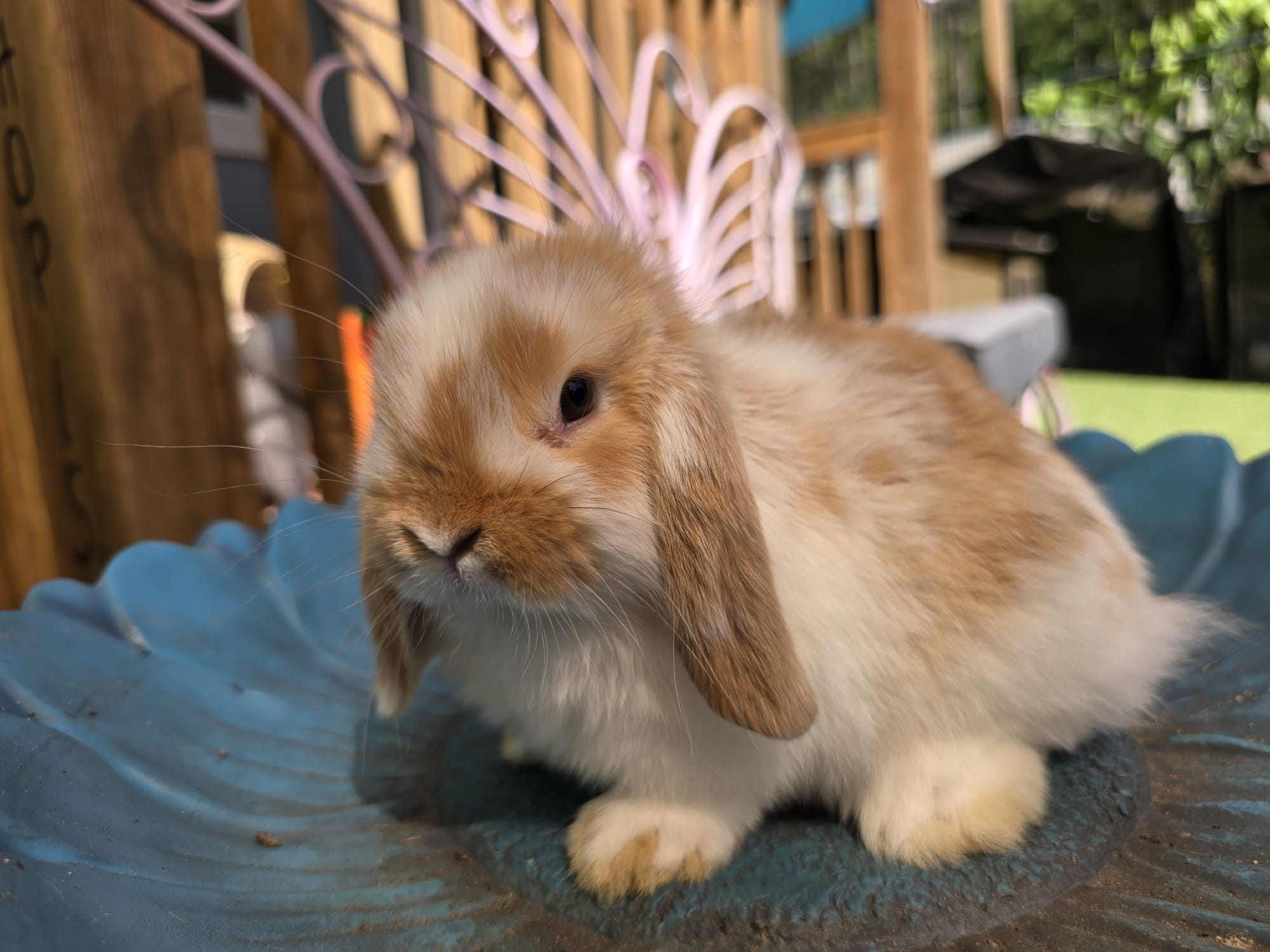 Holland Lop Pedigreed broken orange