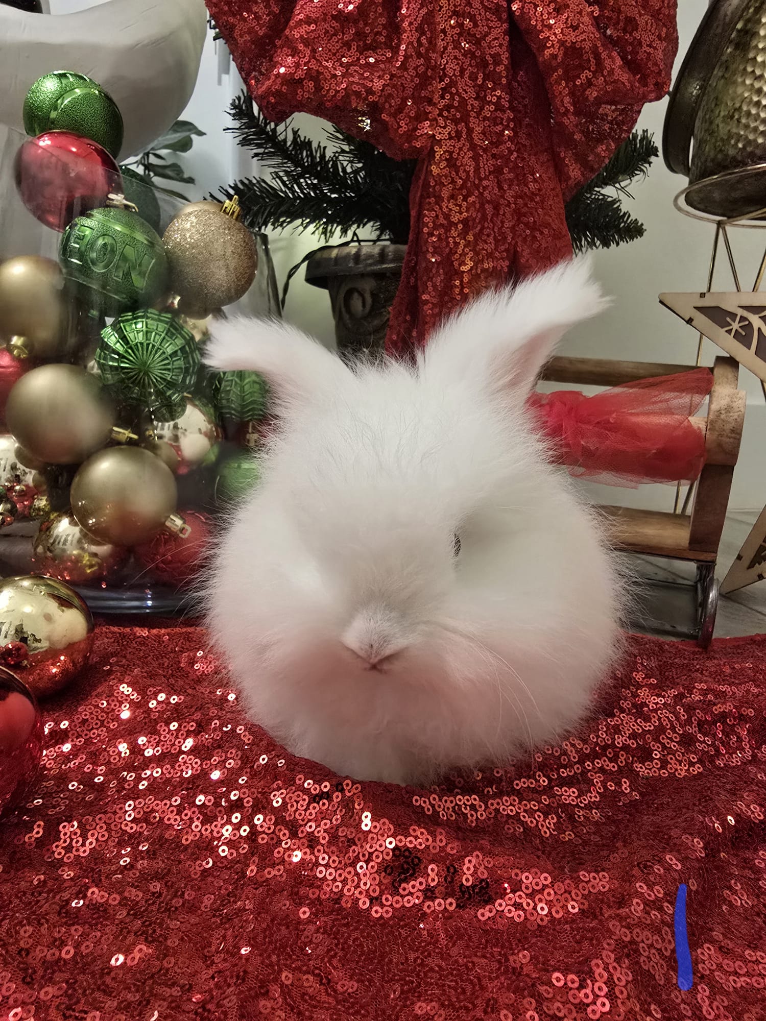 English Angora Bew