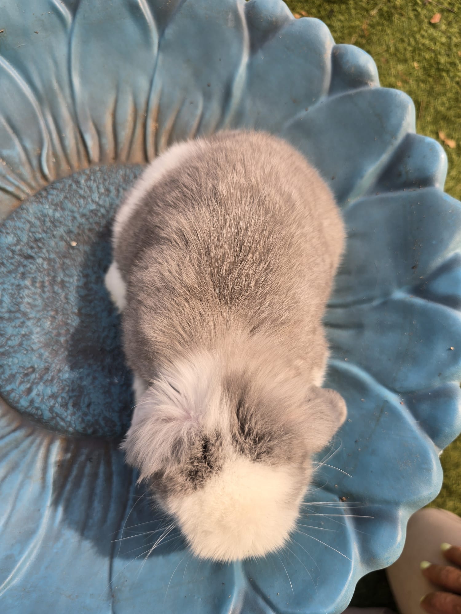 Holland Lop Pedigreed Lilac VM