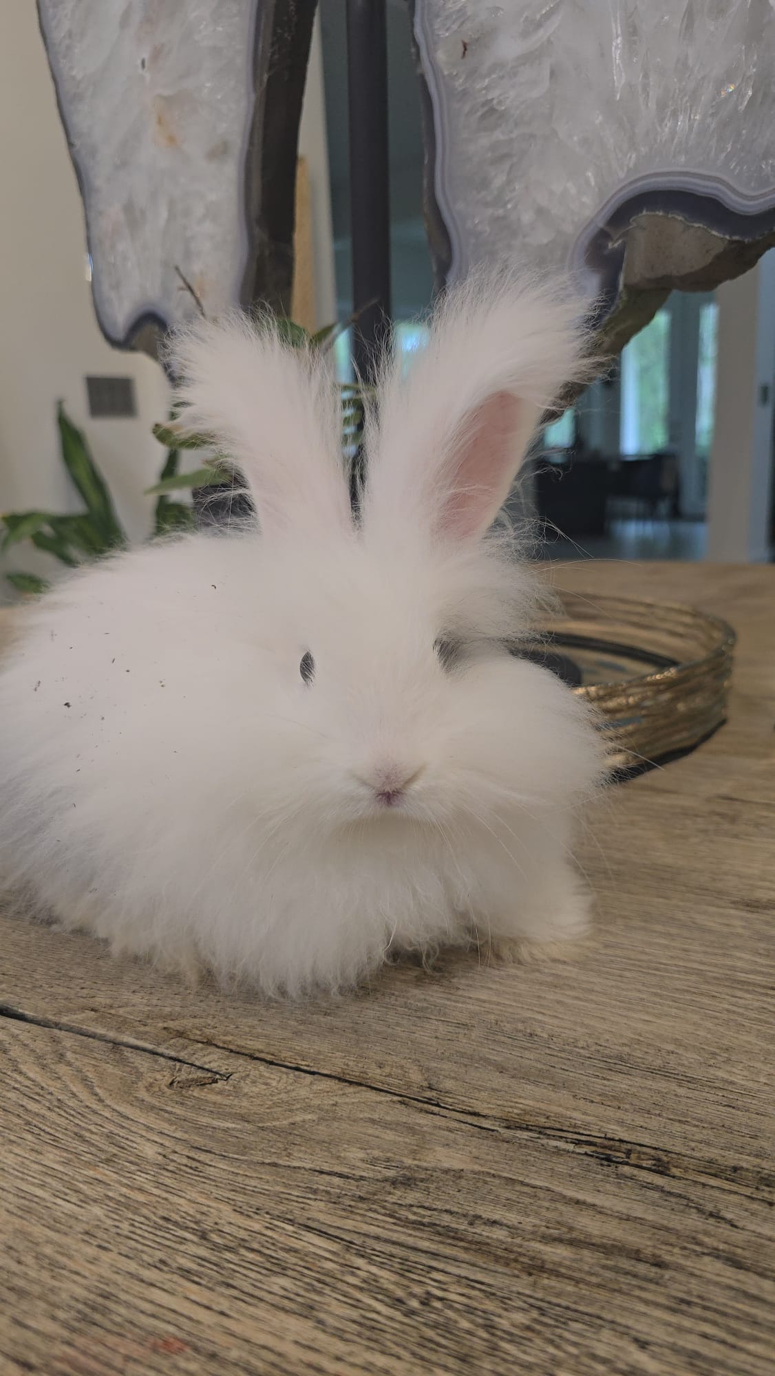 Pedigreed English Angora DOE
