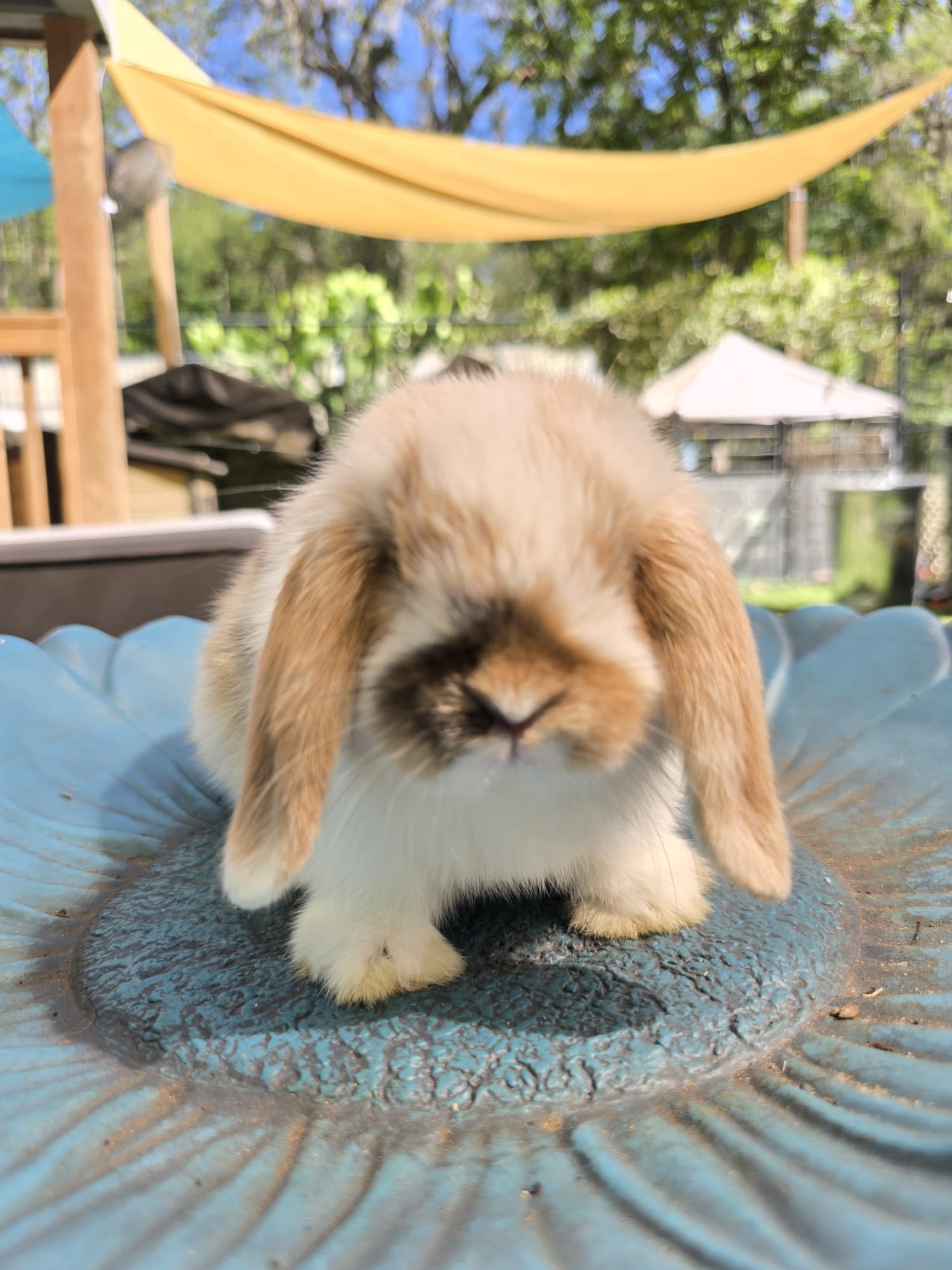 Holland Lop Bunny TRICOLOR DOE