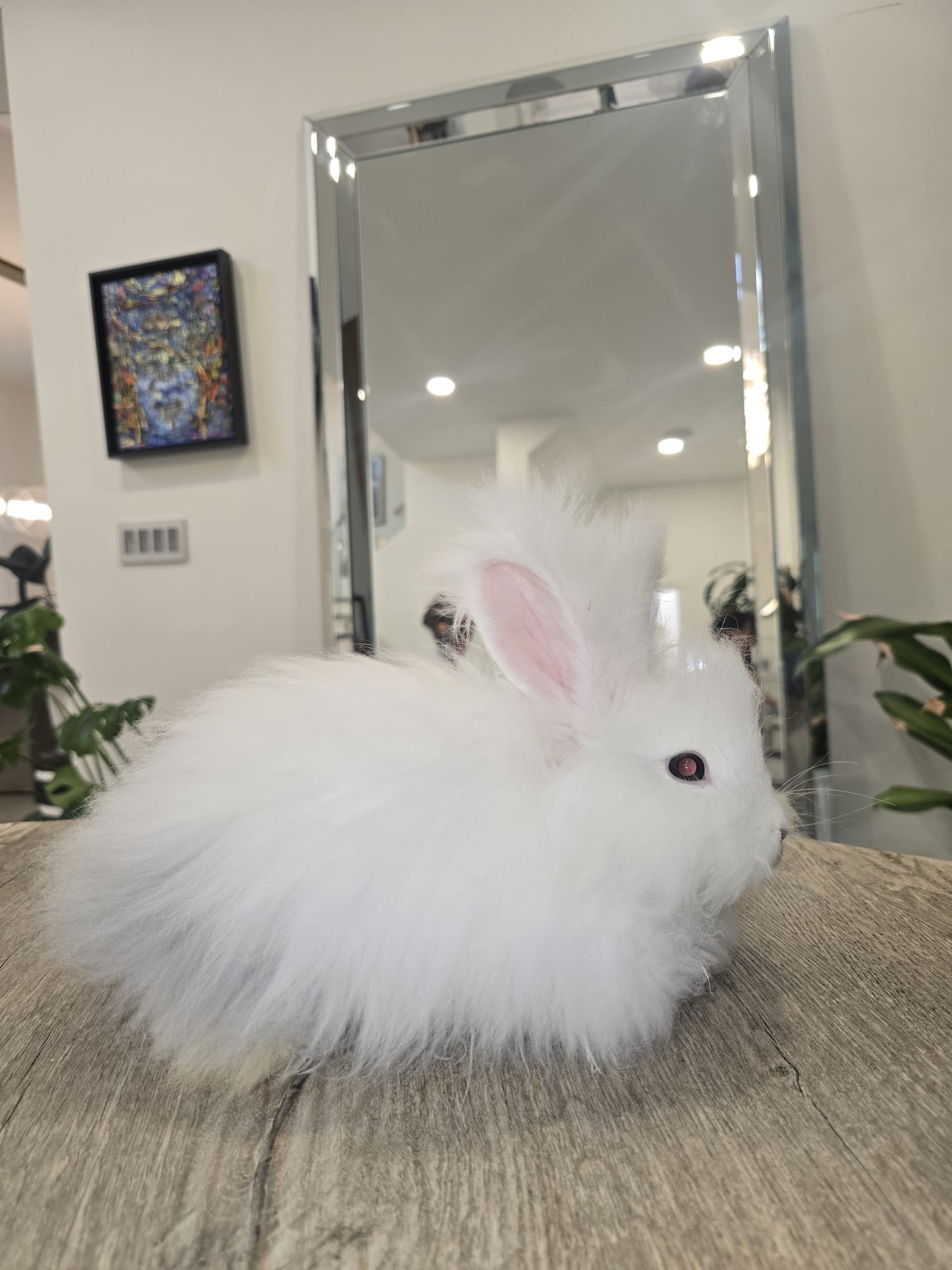 Pedigreed English Angora DOE