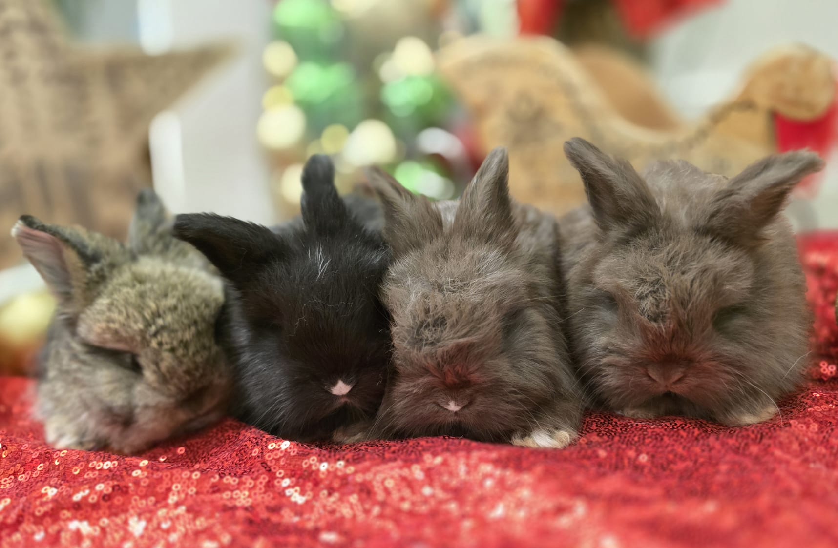 English Angoras Litter