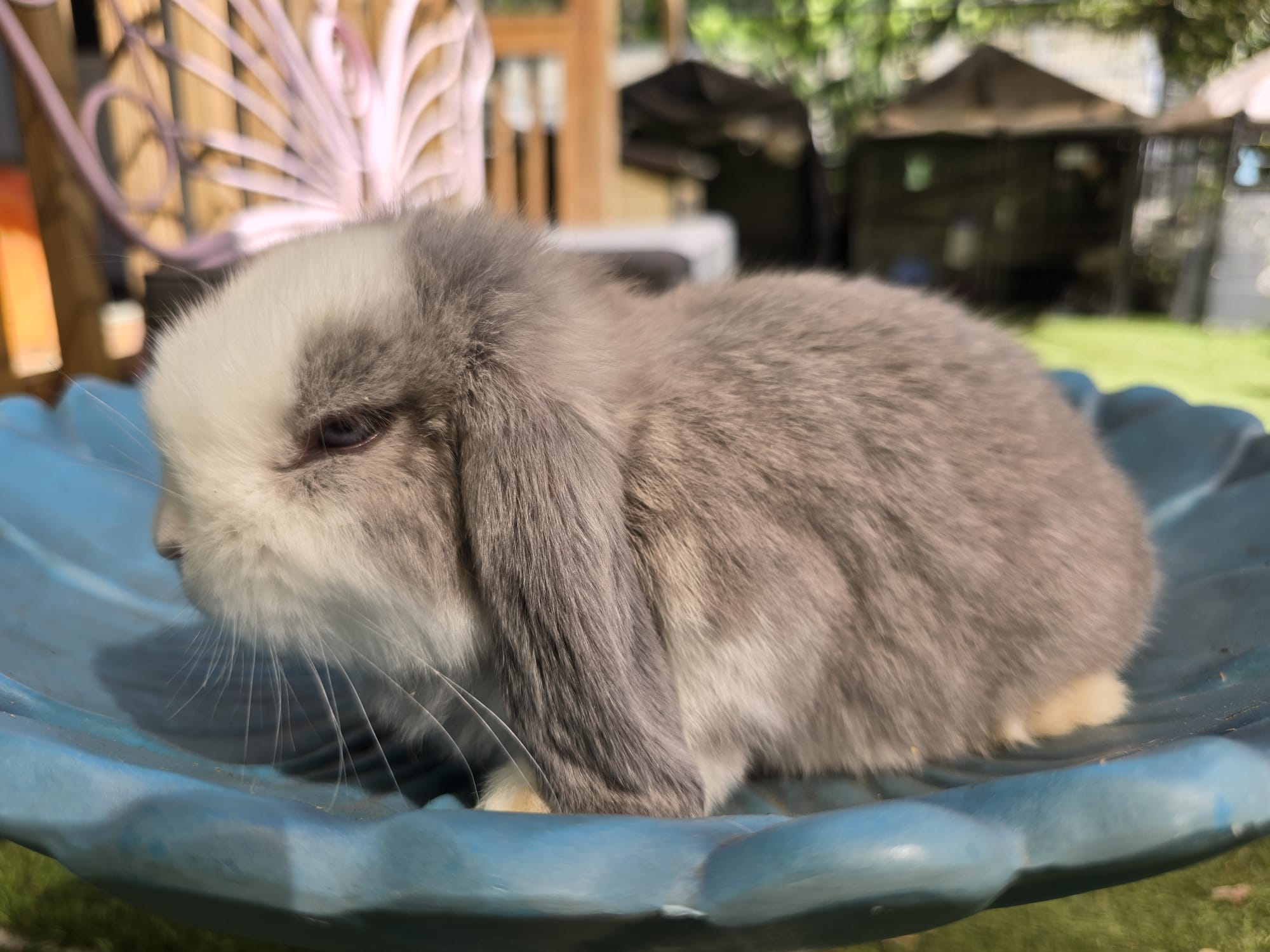 Holland Lop Pedigreed Lilac VM