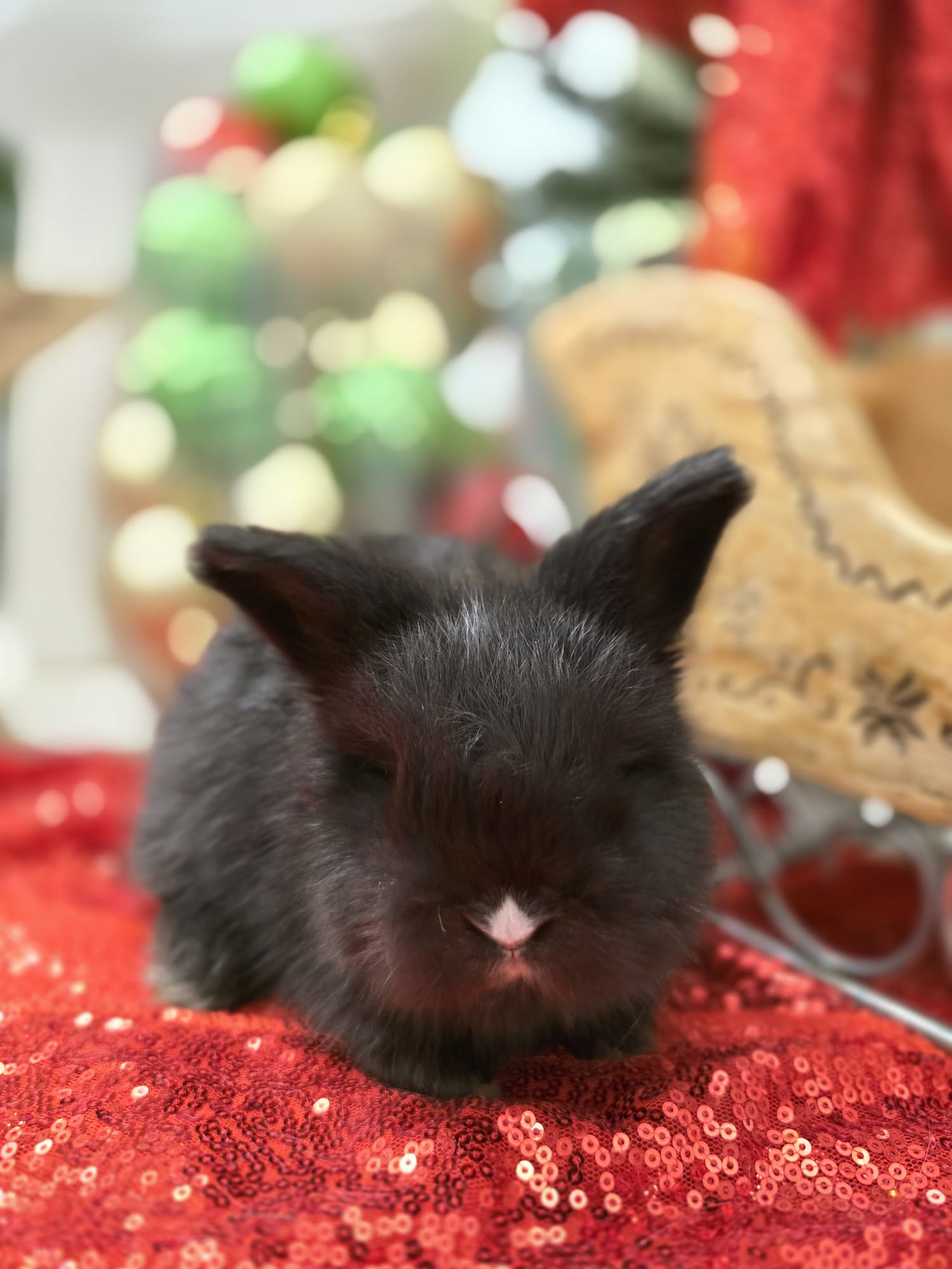 English Angora VM BLACK BUCK