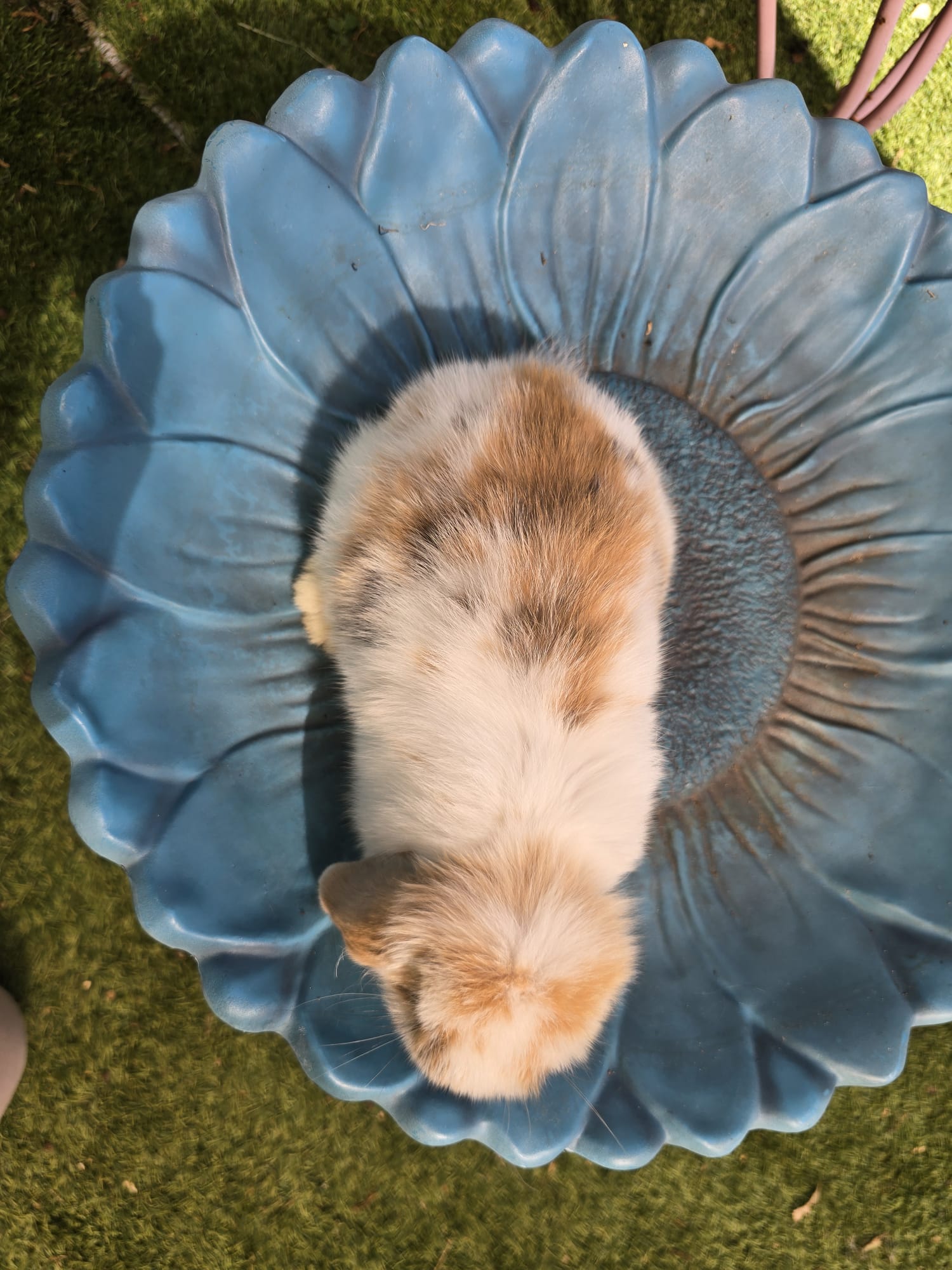 Holland Lop Bunny TRICOLOR DOE