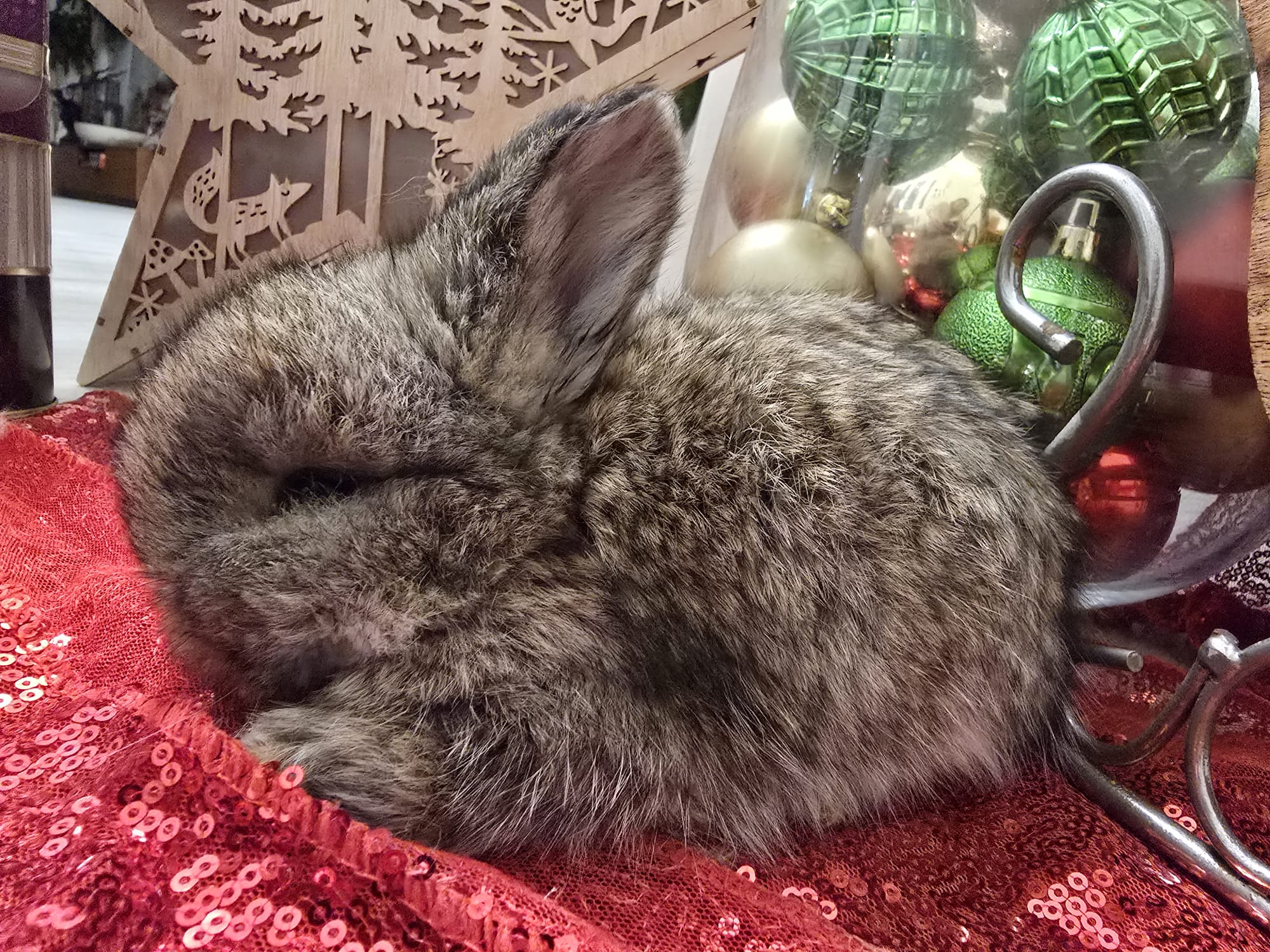 English Angora Chestnut DOE