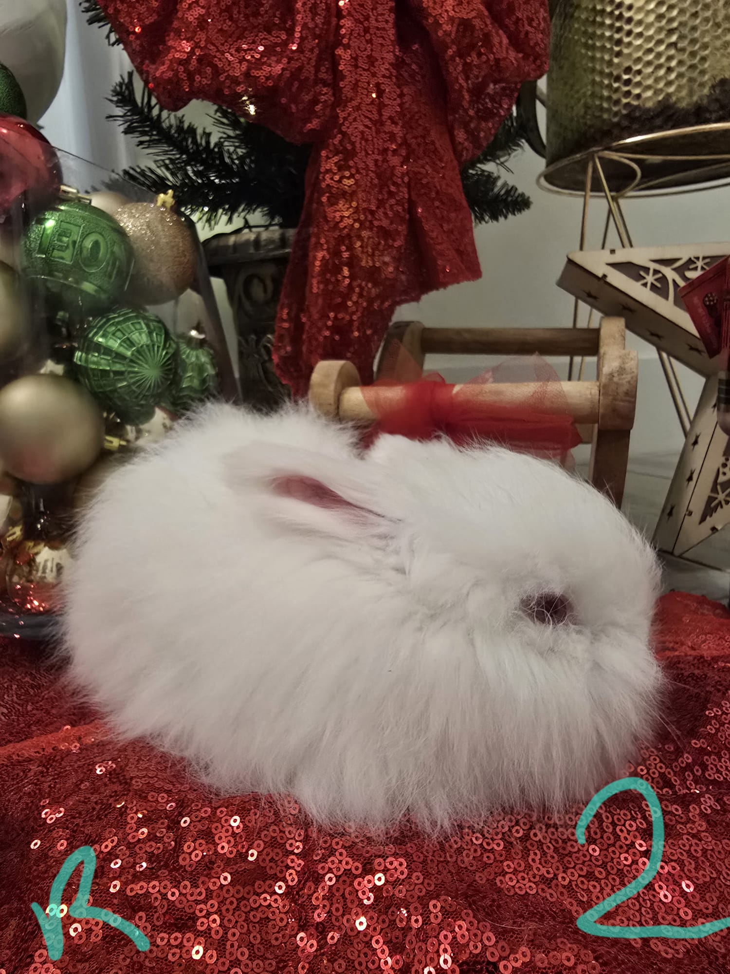 English Angora Rew