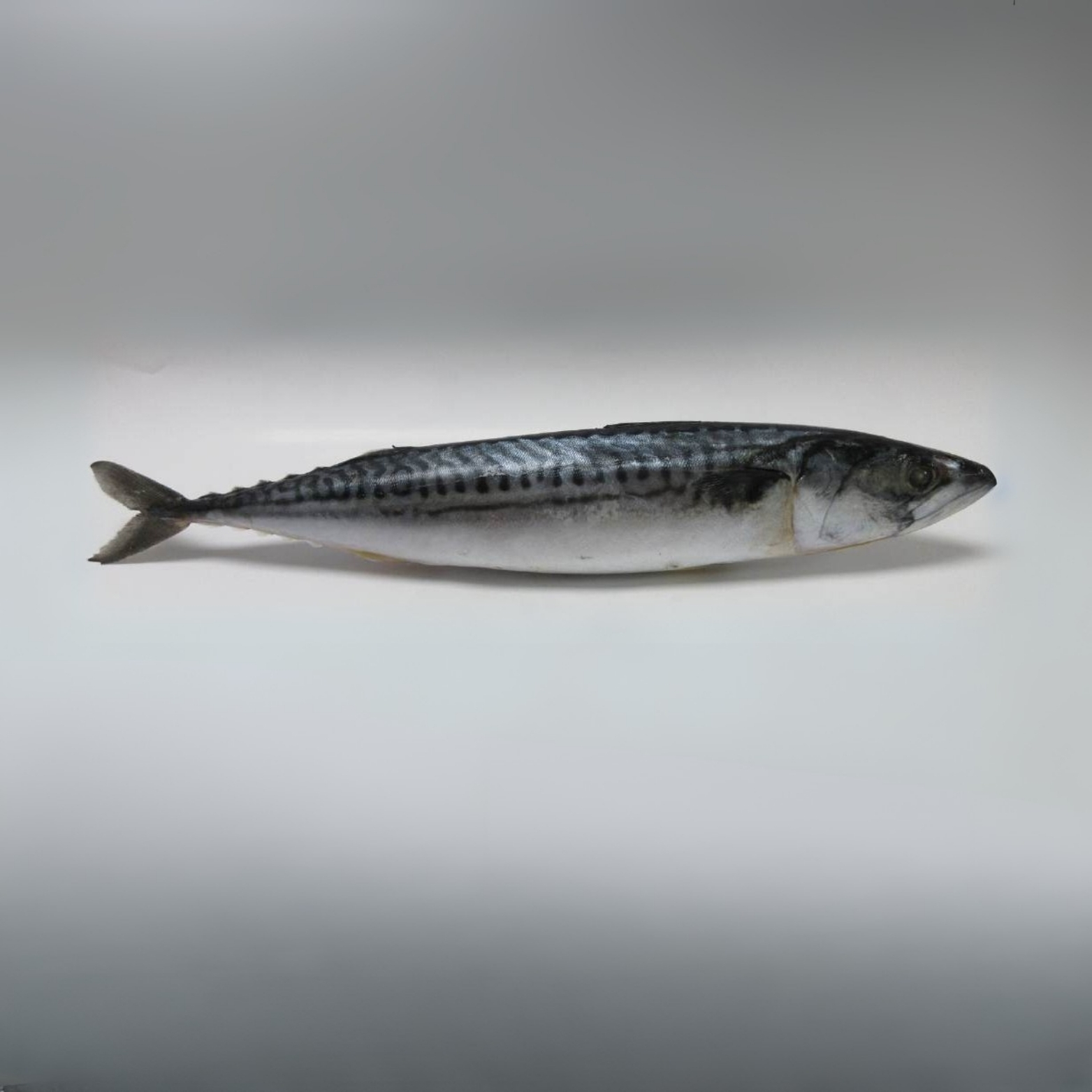 Fresh Mackerel Fish