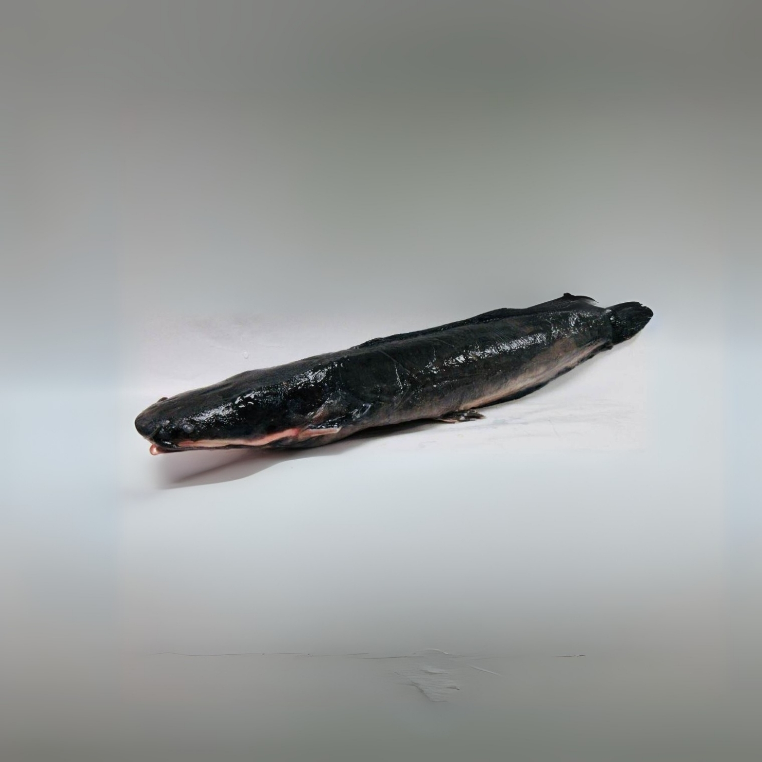 Frozen Whole Catfish