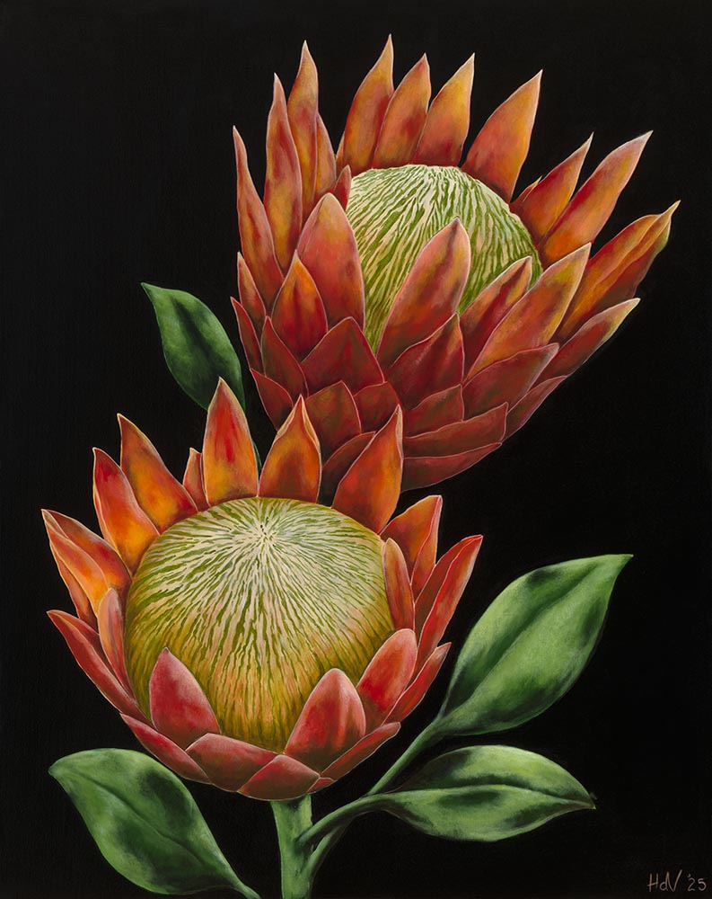 “Proteas” 
