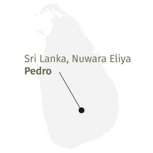 Black Heaven Scent BIO