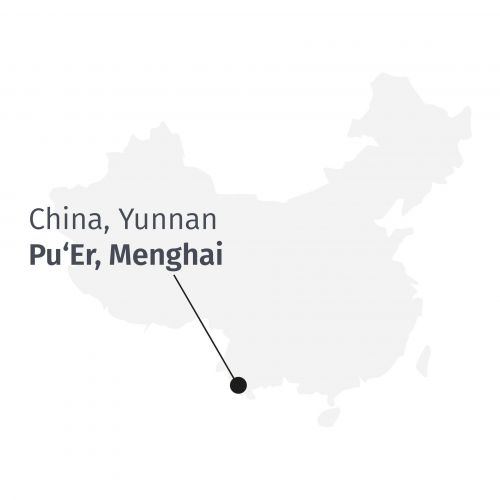 Premium Pu Erh Menghai Five Years BIO