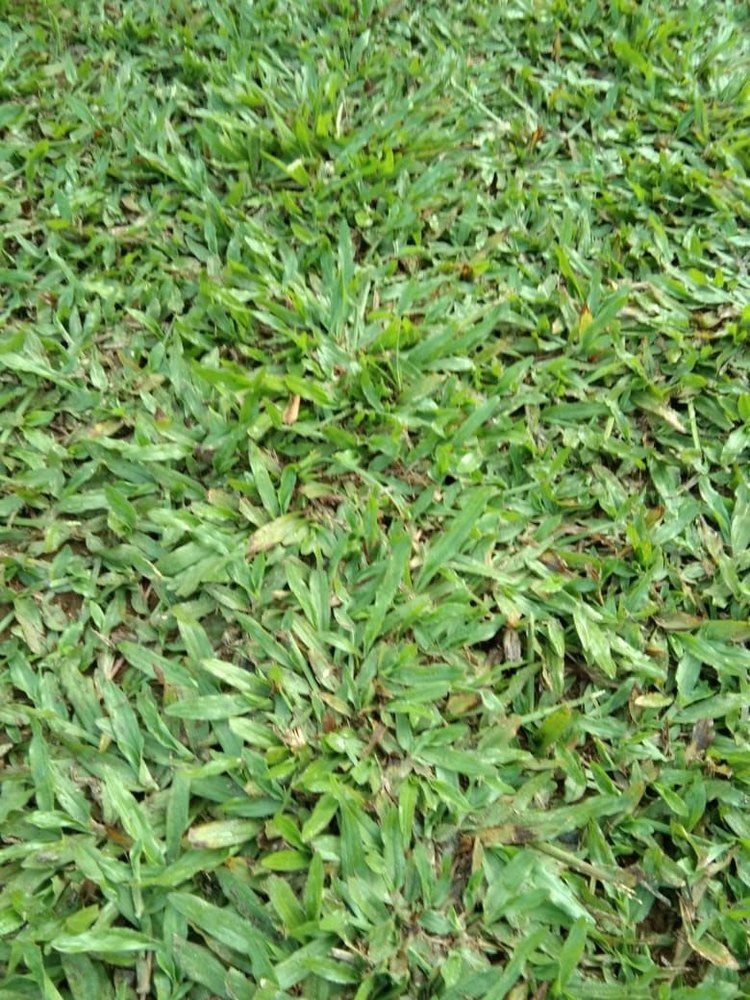 Fresh Lawn Grass
