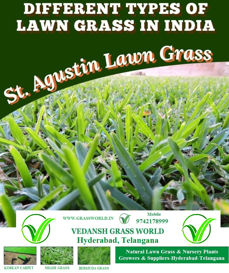 St. Agustin Lawn Grass