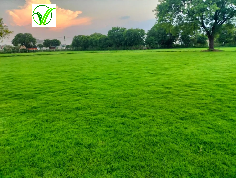 Lush Green Lawn Grass Hyderabad