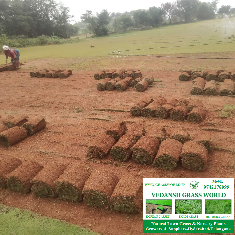 Natural Lawn Grass Rolls Hyderabad