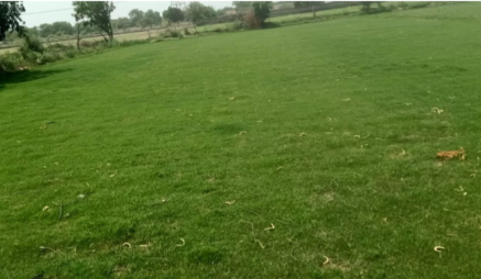 Green Field Natural Lawn Grass Hyderabad