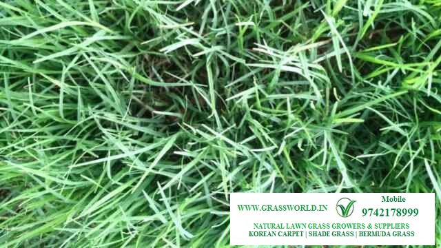 Natural Lawn Grass