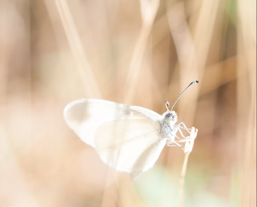 Proceso 6 sesiones de Coaching