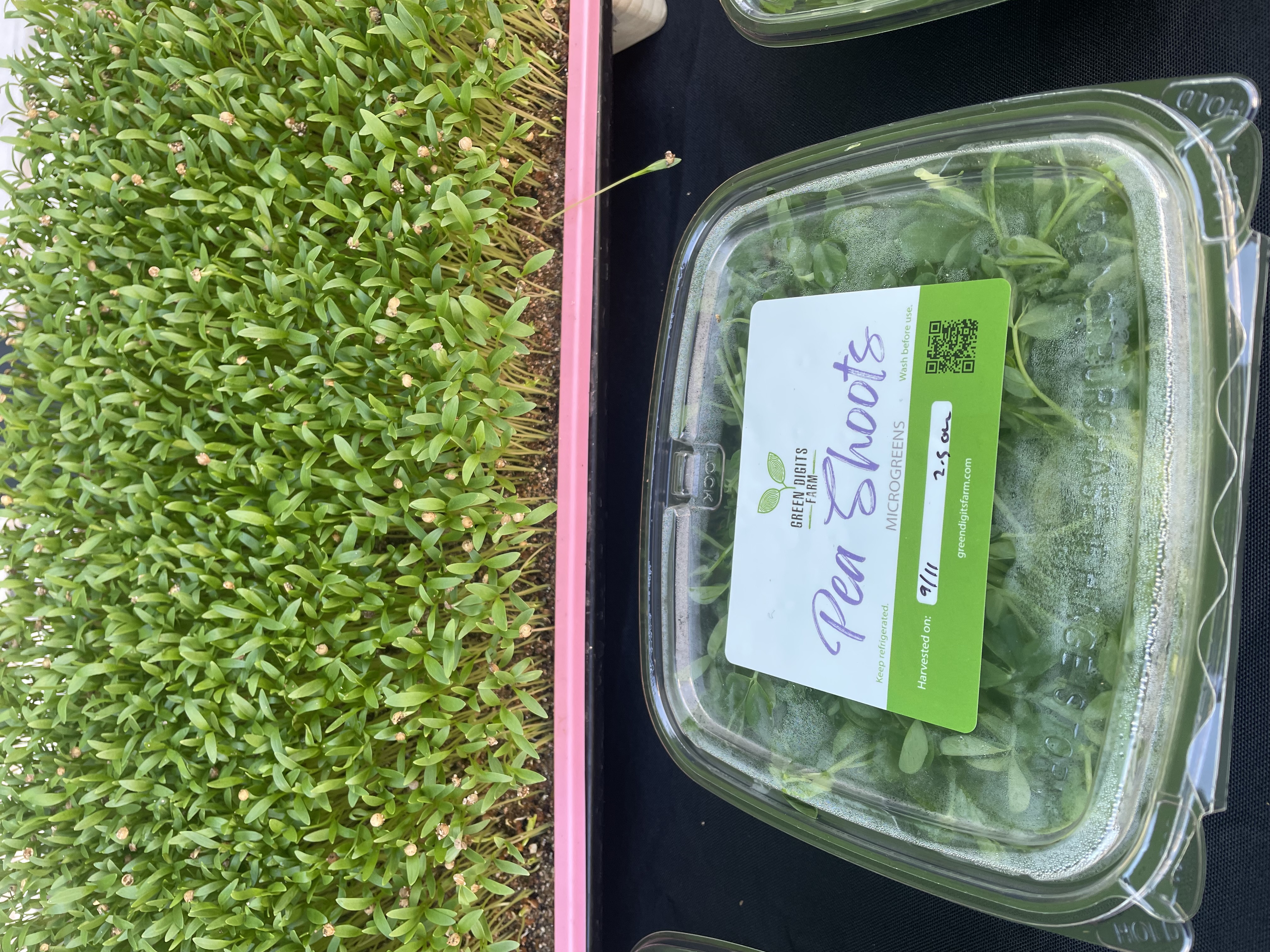 1 Fresh Pea Shoots box