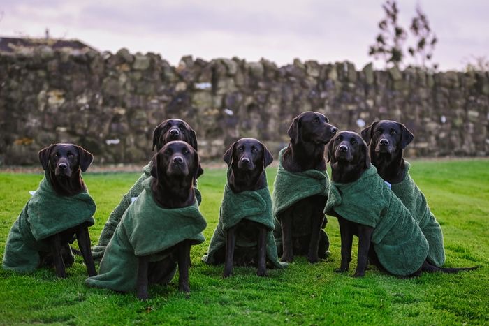 TOWELLING DRYING DOG COAT – WET TO DRY IN 20MINS