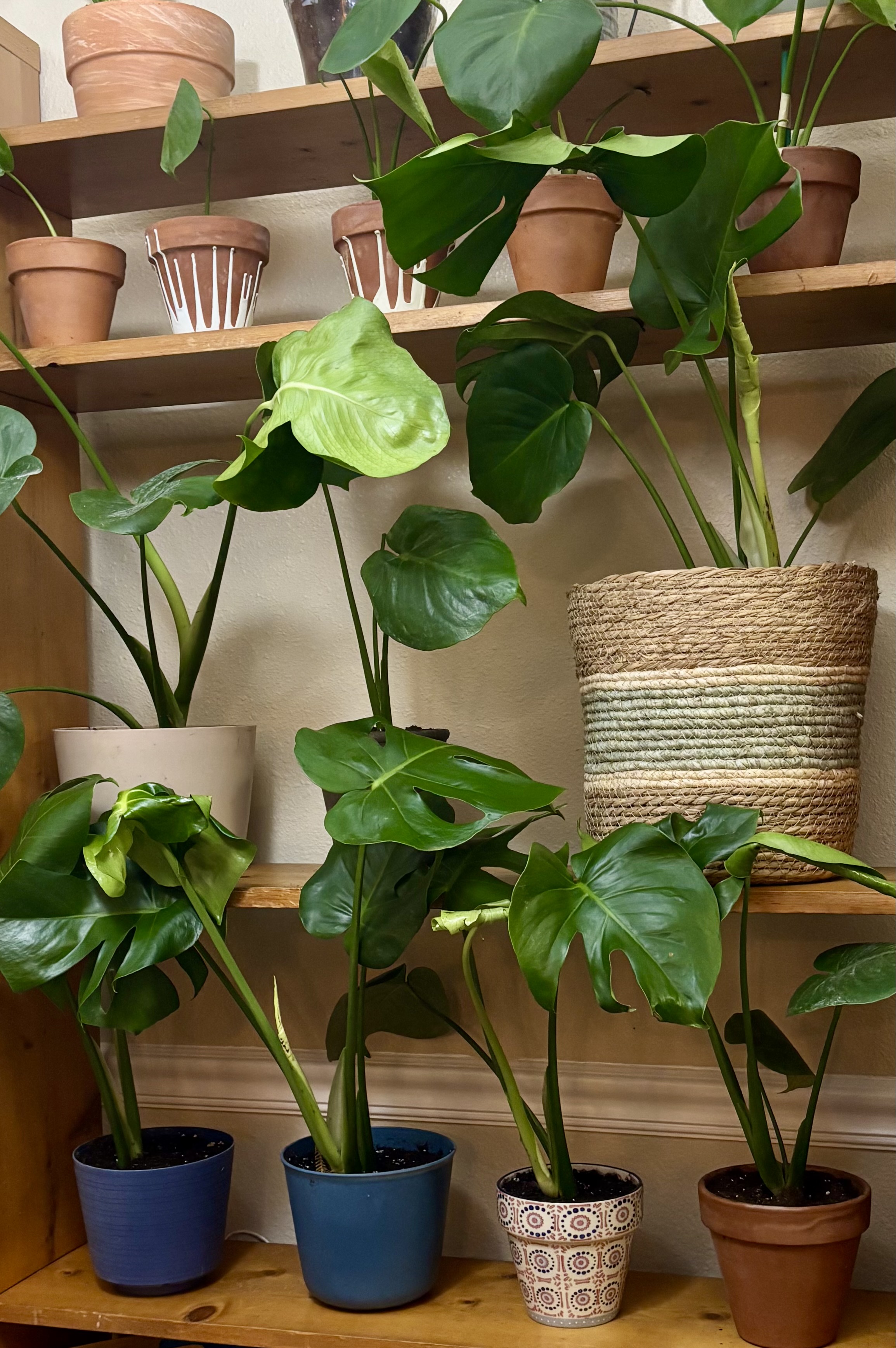 Monstera Deliciosa Plant