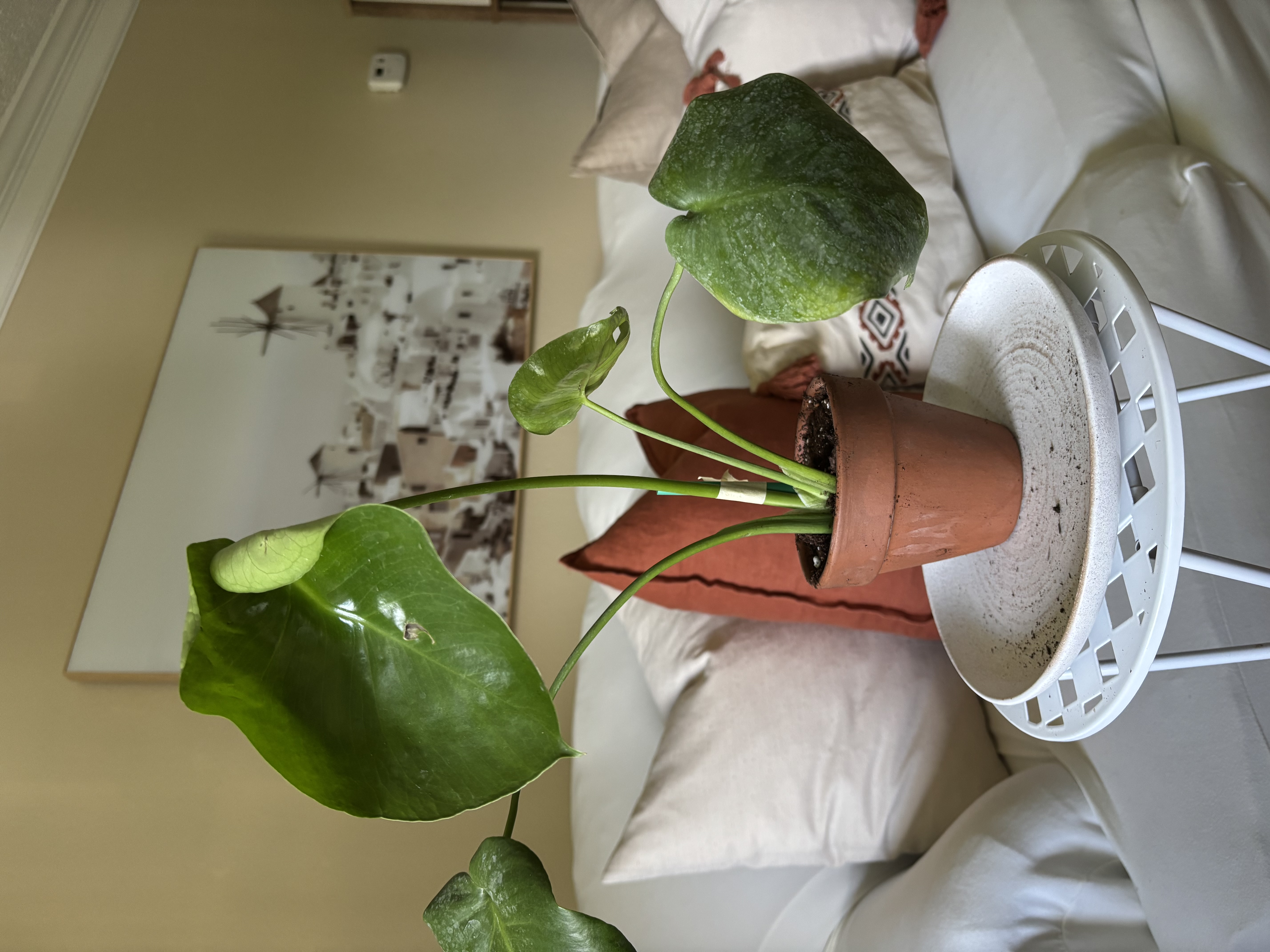 Monstera Deliciosa Plant