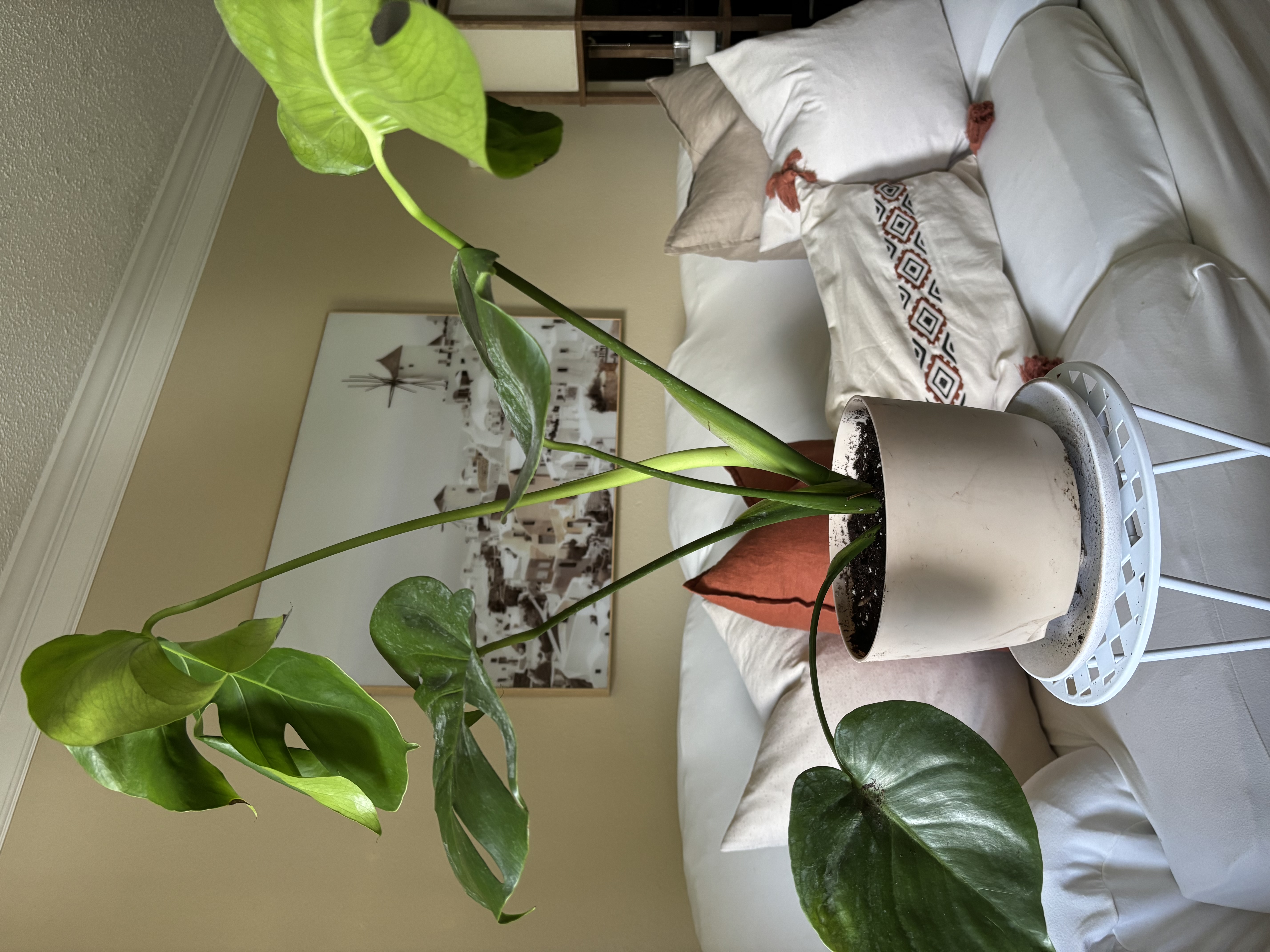 Monstera Deliciosa Plant