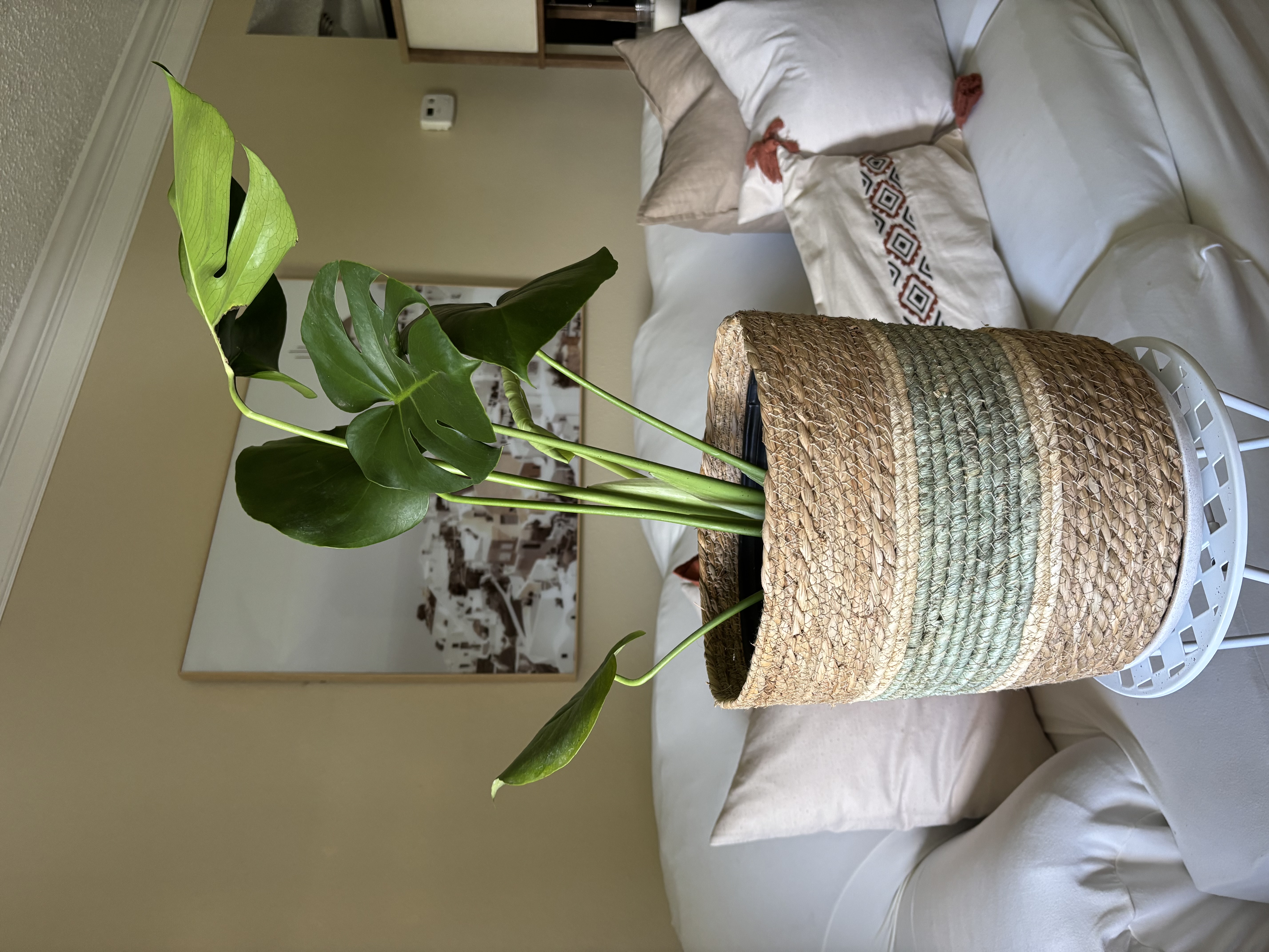 Monstera Deliciosa Plant