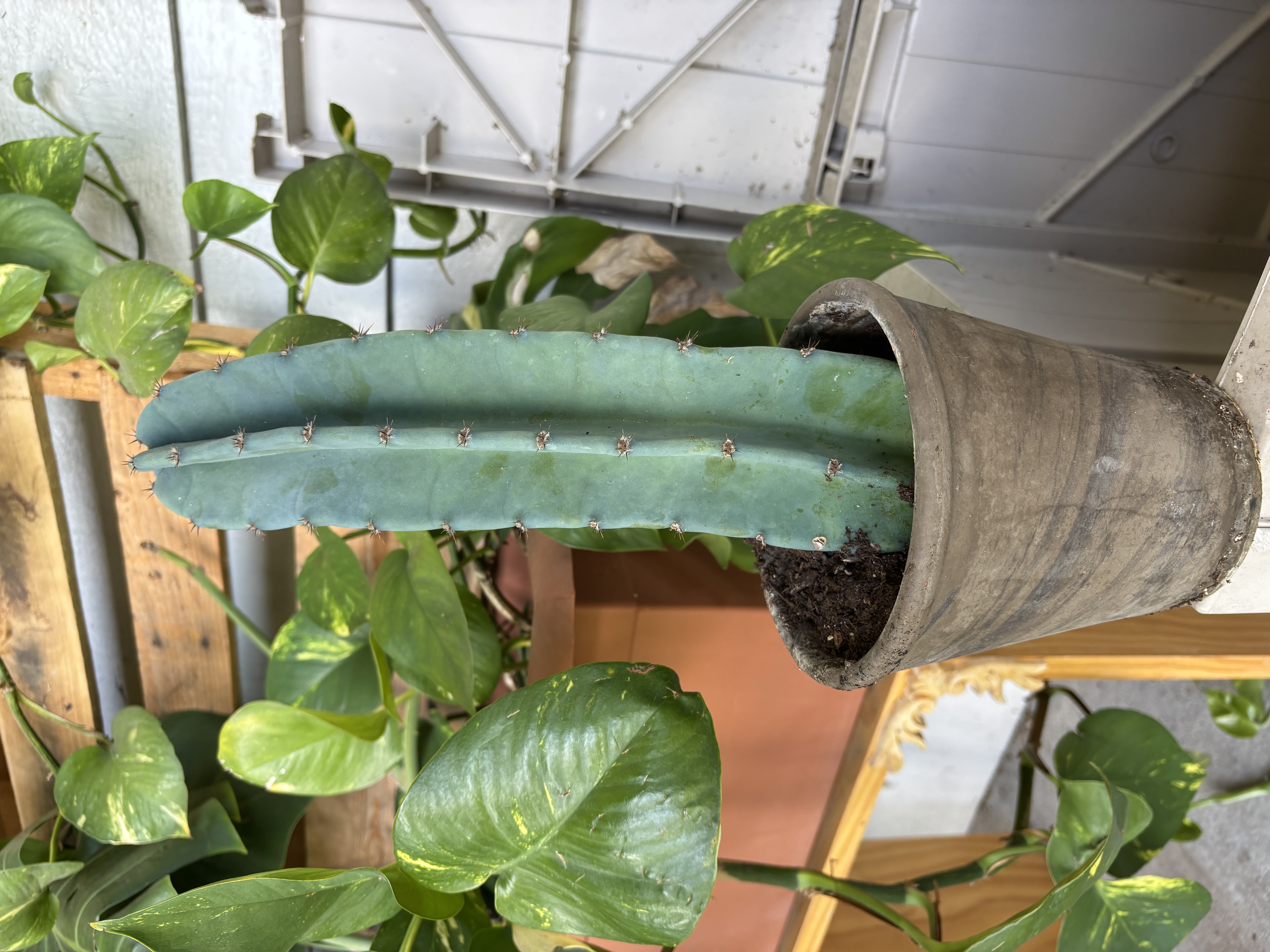 Cactus