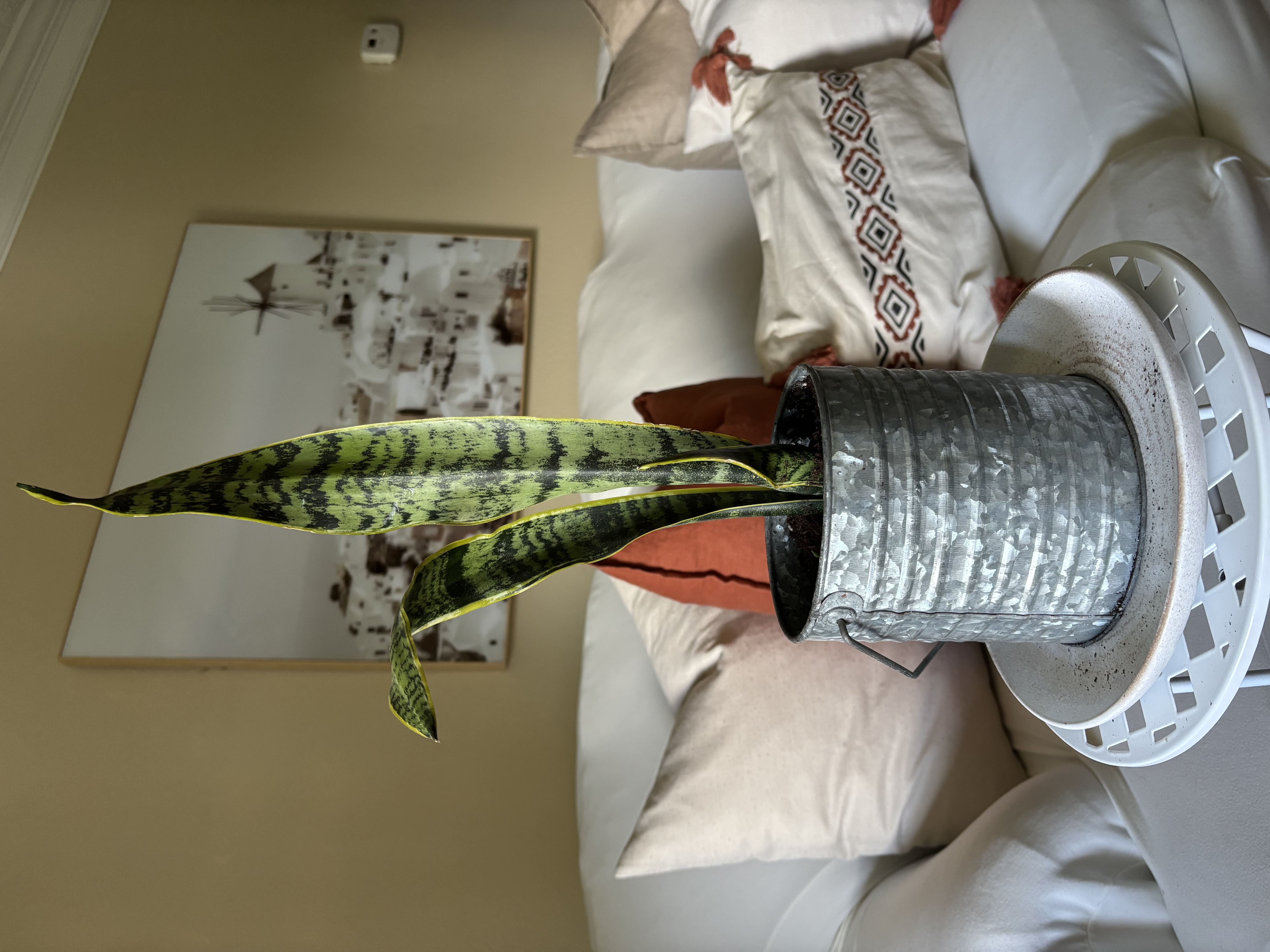 Snake Plant 