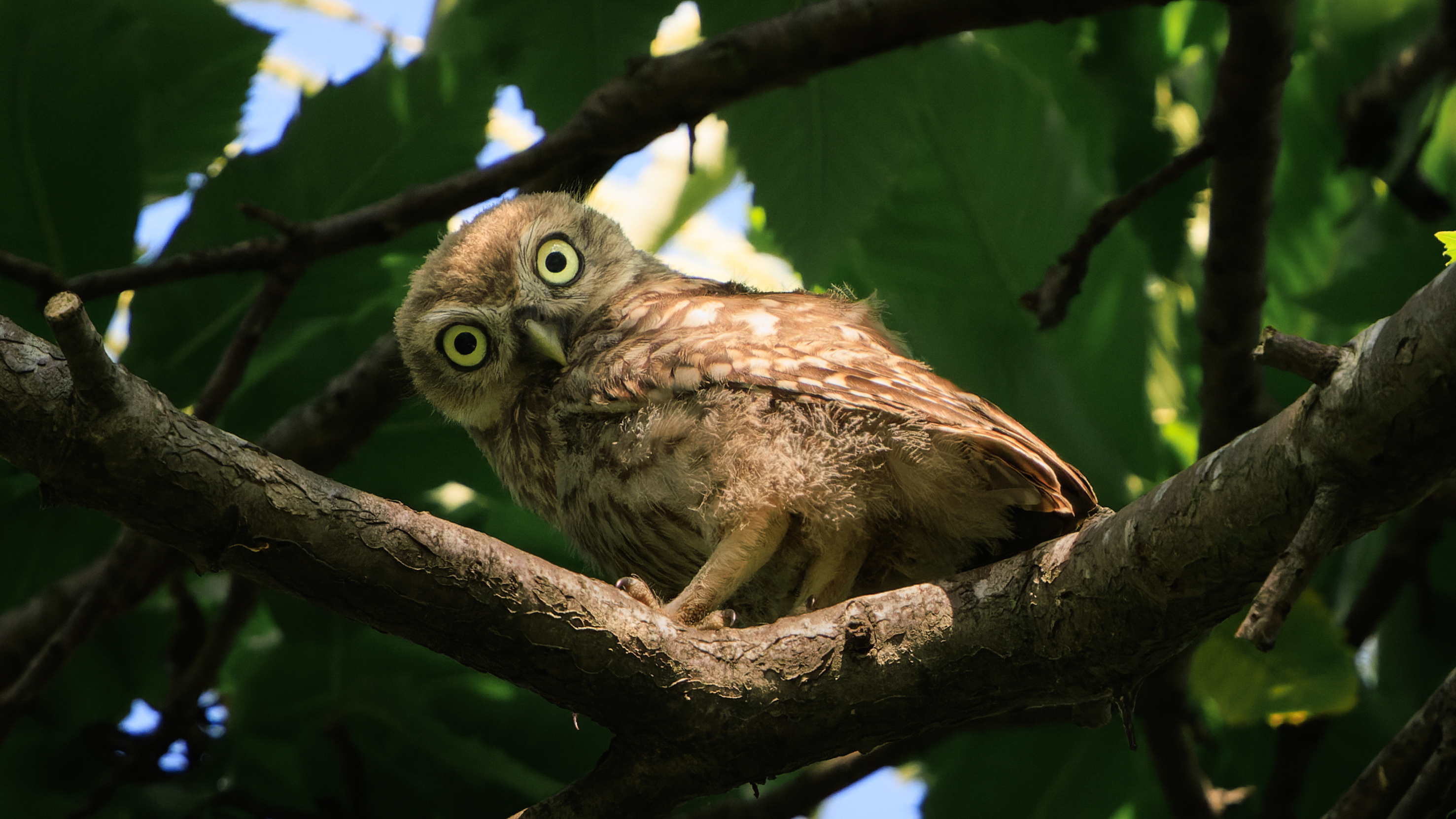 UAL Team Birding Walk on Sep 17th 2025 (4h)