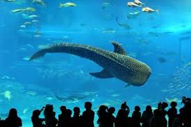  Temaikèn – Passeio ao Bioparque (Full Day)