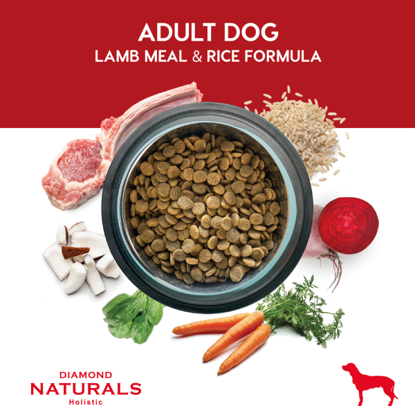 ADULT DOG 23/14