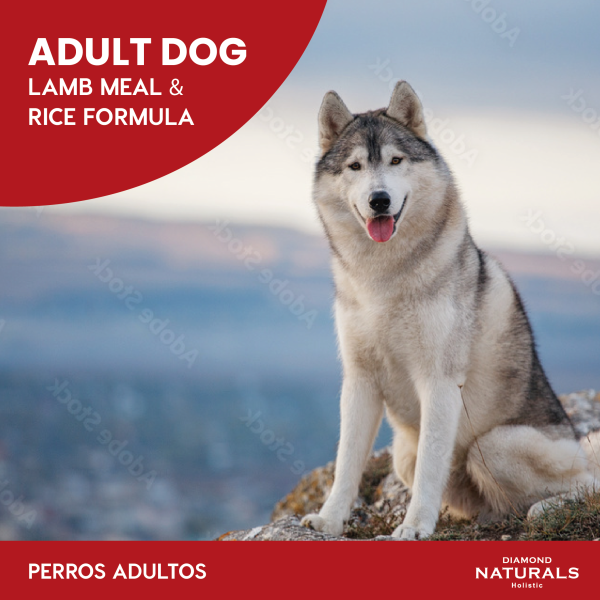 ADULT DOG 23/14