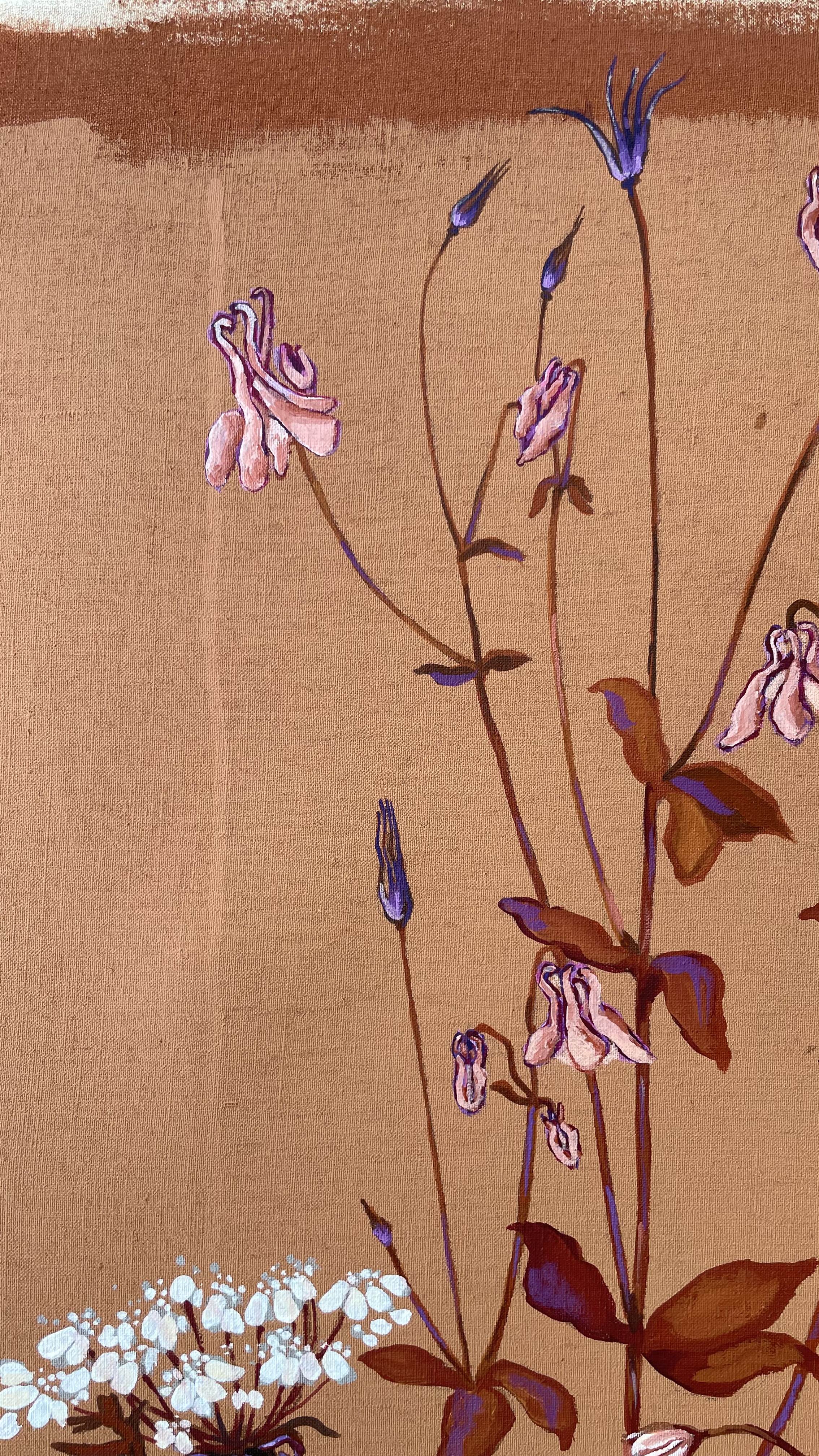 Aquilegia